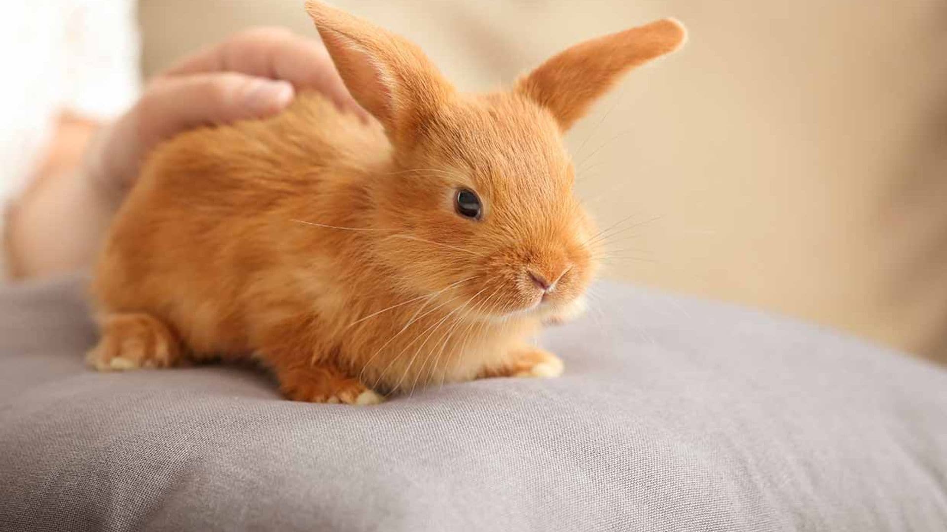 ¿Sabes cómo debes acariciar a tu conejo para que se relaje?