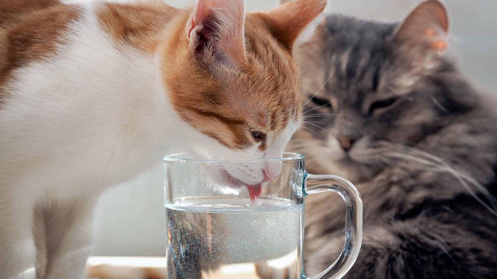 Mi gato bebe poca agua, ¿es un problema?