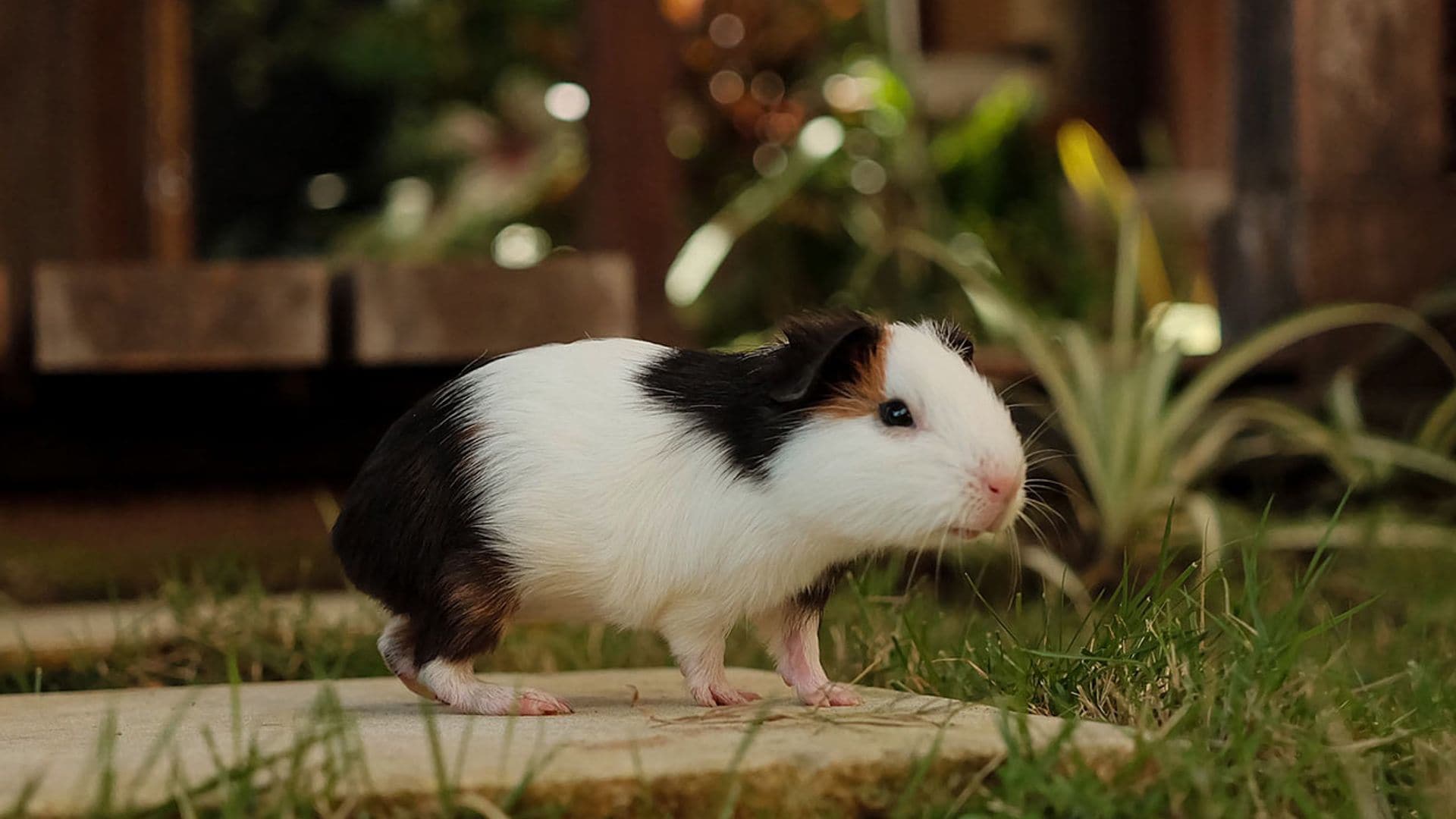 ¿Has pensado en tener un cobaya como animal de compañía?