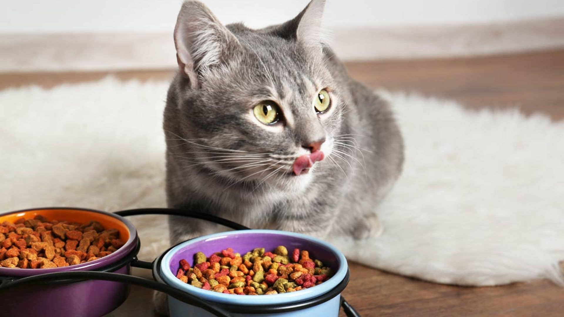 ¿Por qué los gatos necesitan una dieta alta en proteínas?