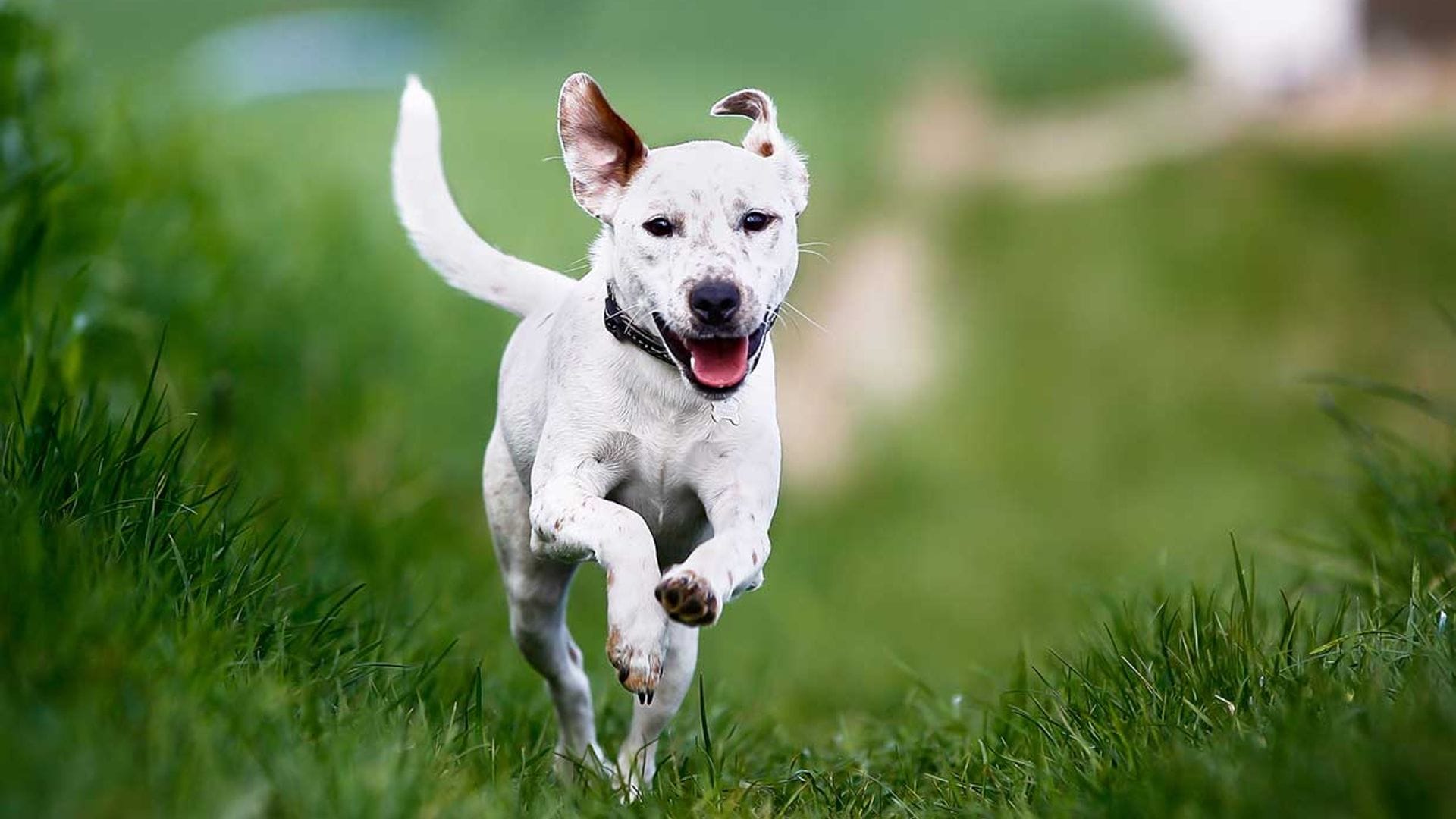 ¿Qué hacer si tu perro tiende a escaparse?