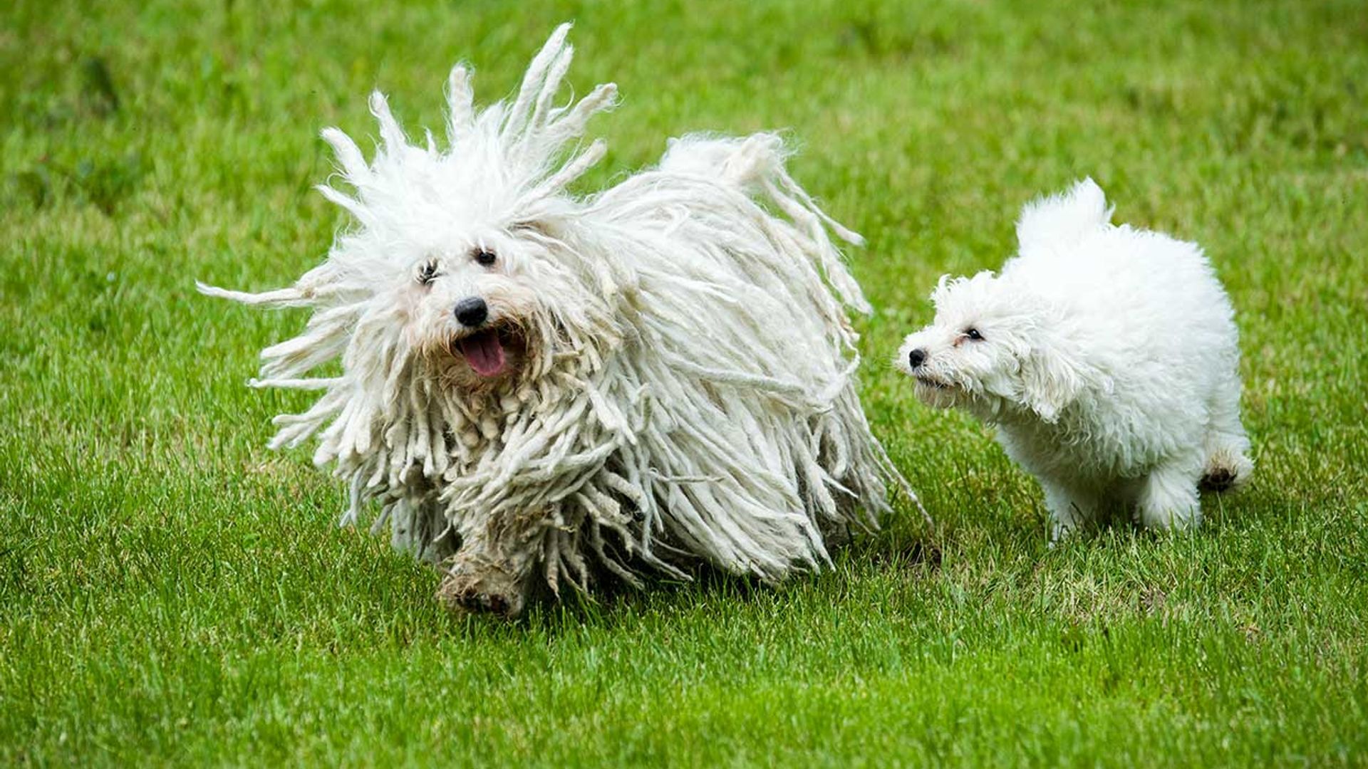 Descubre las diferentes razas de perro pastor