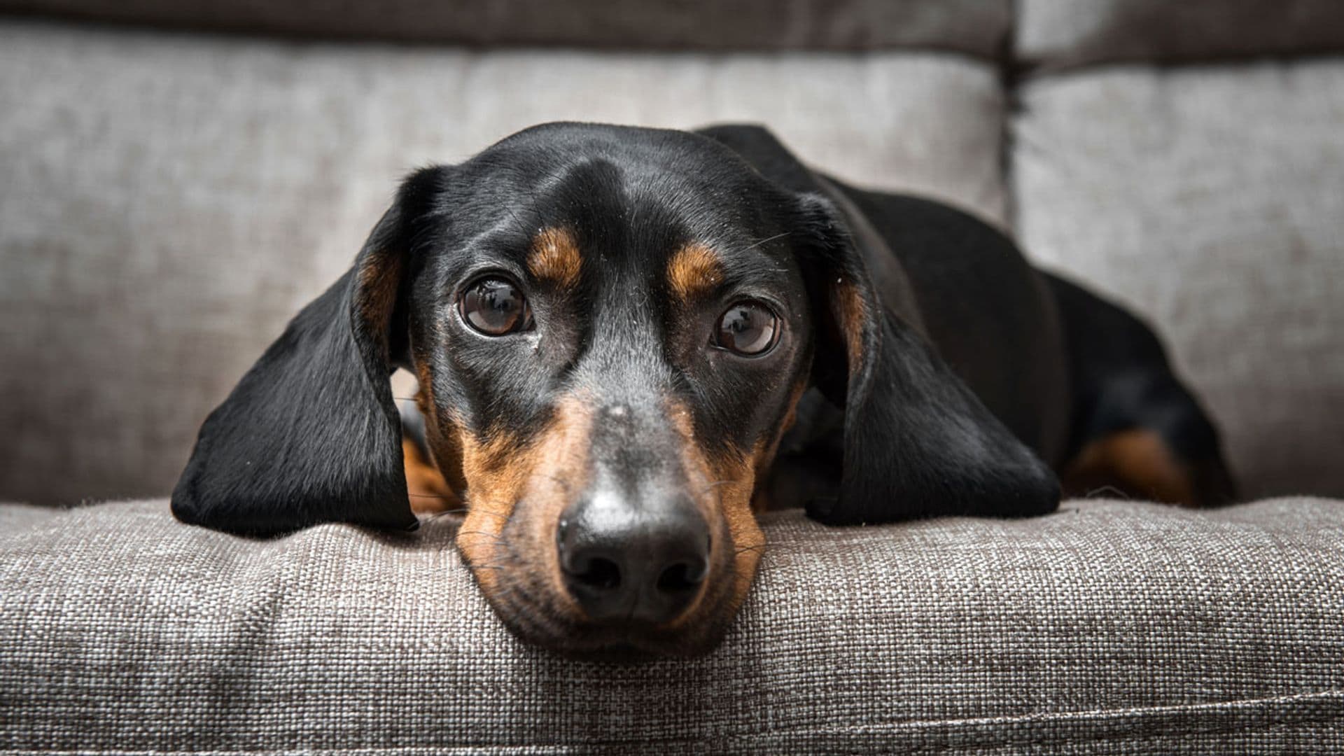 Un tratamiento, sin cirugía ni quimioterapia, cura un cáncer de piel en perros