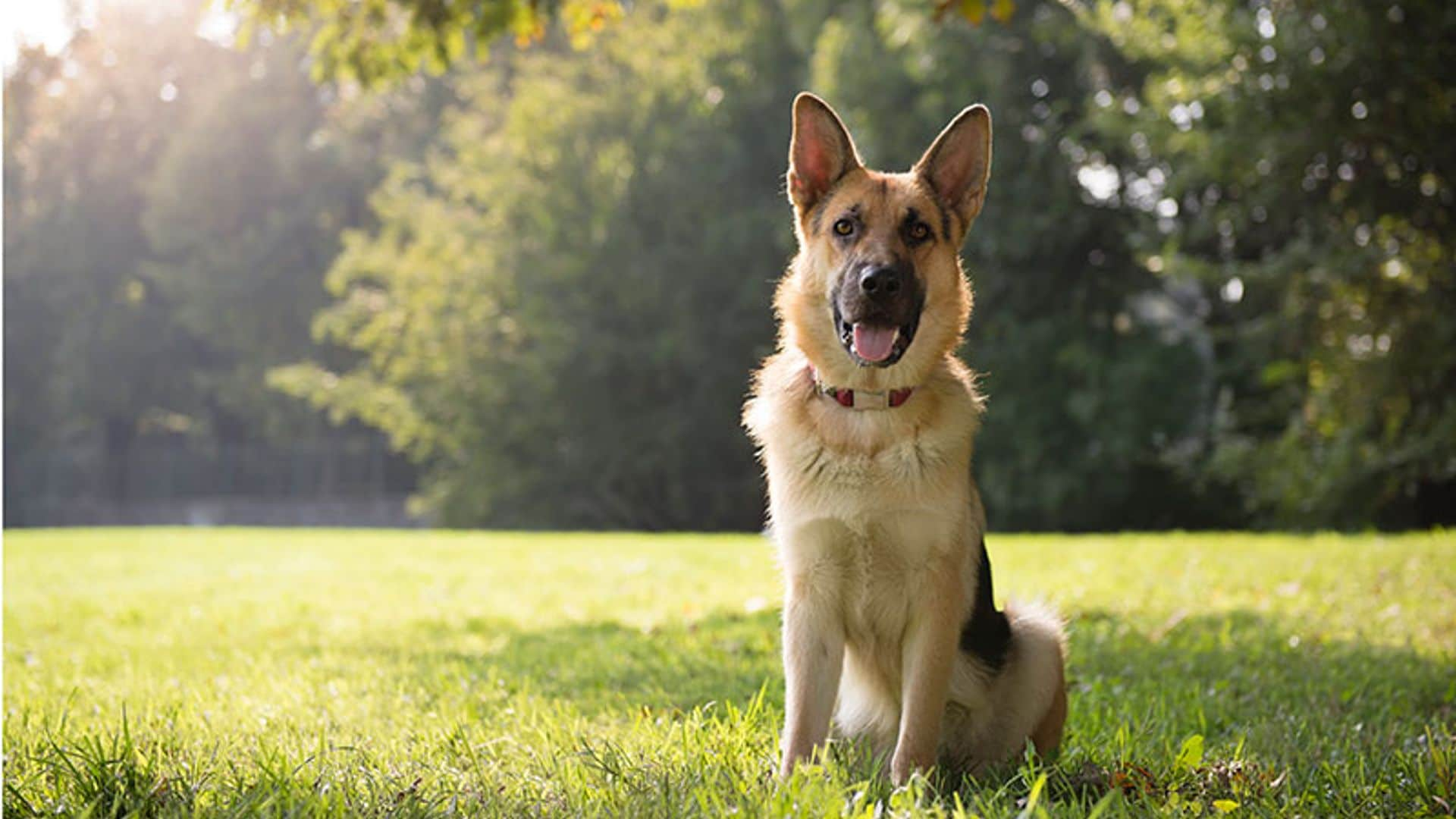 Oliver, un perro guía ciego, que ha recuperado la vista gracias a una intervención revolucionaria