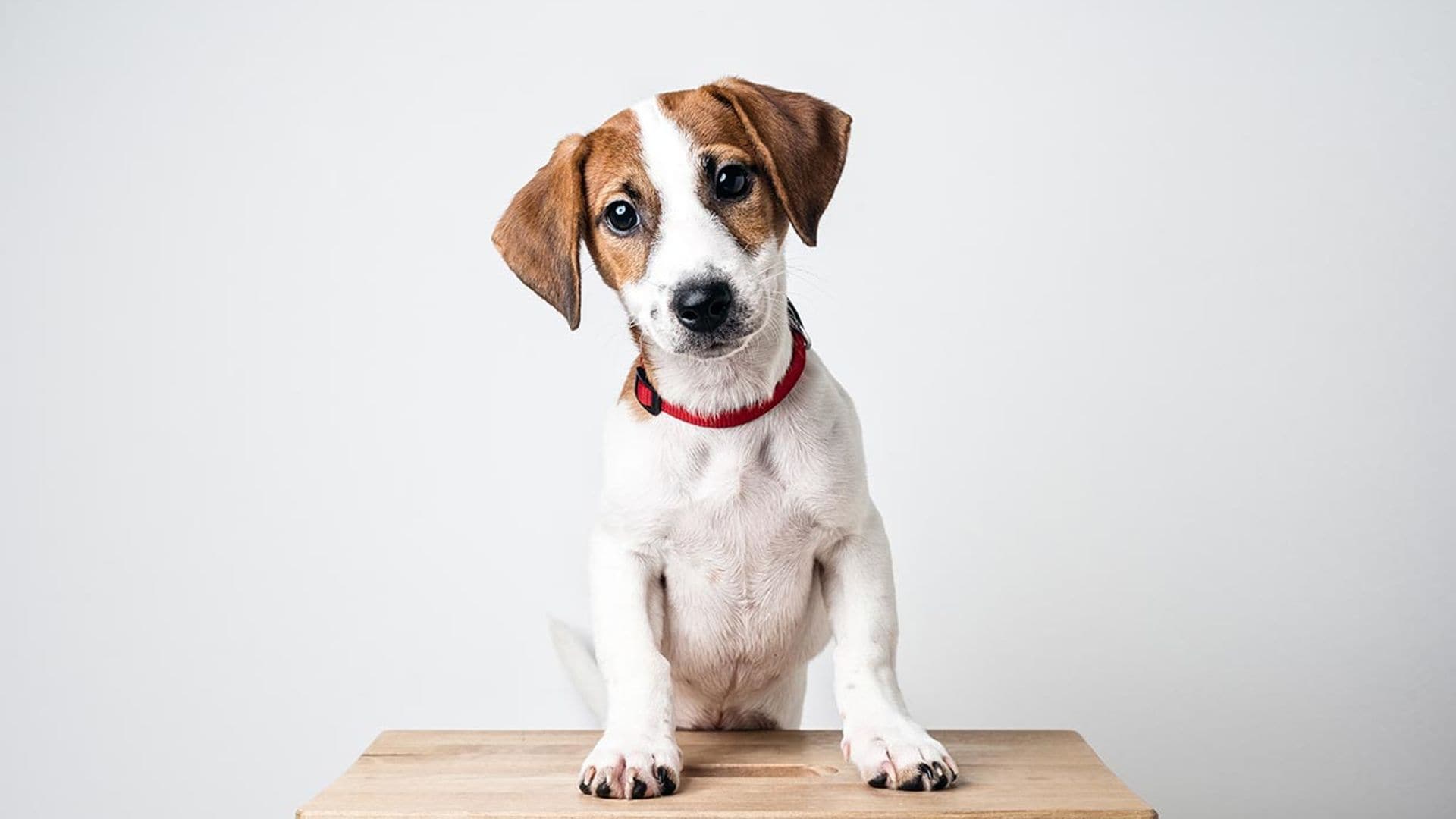 Razas de perro pequeños que parecen grandes