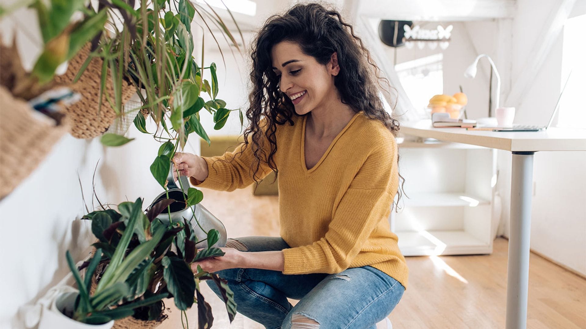 Exploramos los diversos sistemas de riego para plantas de interior