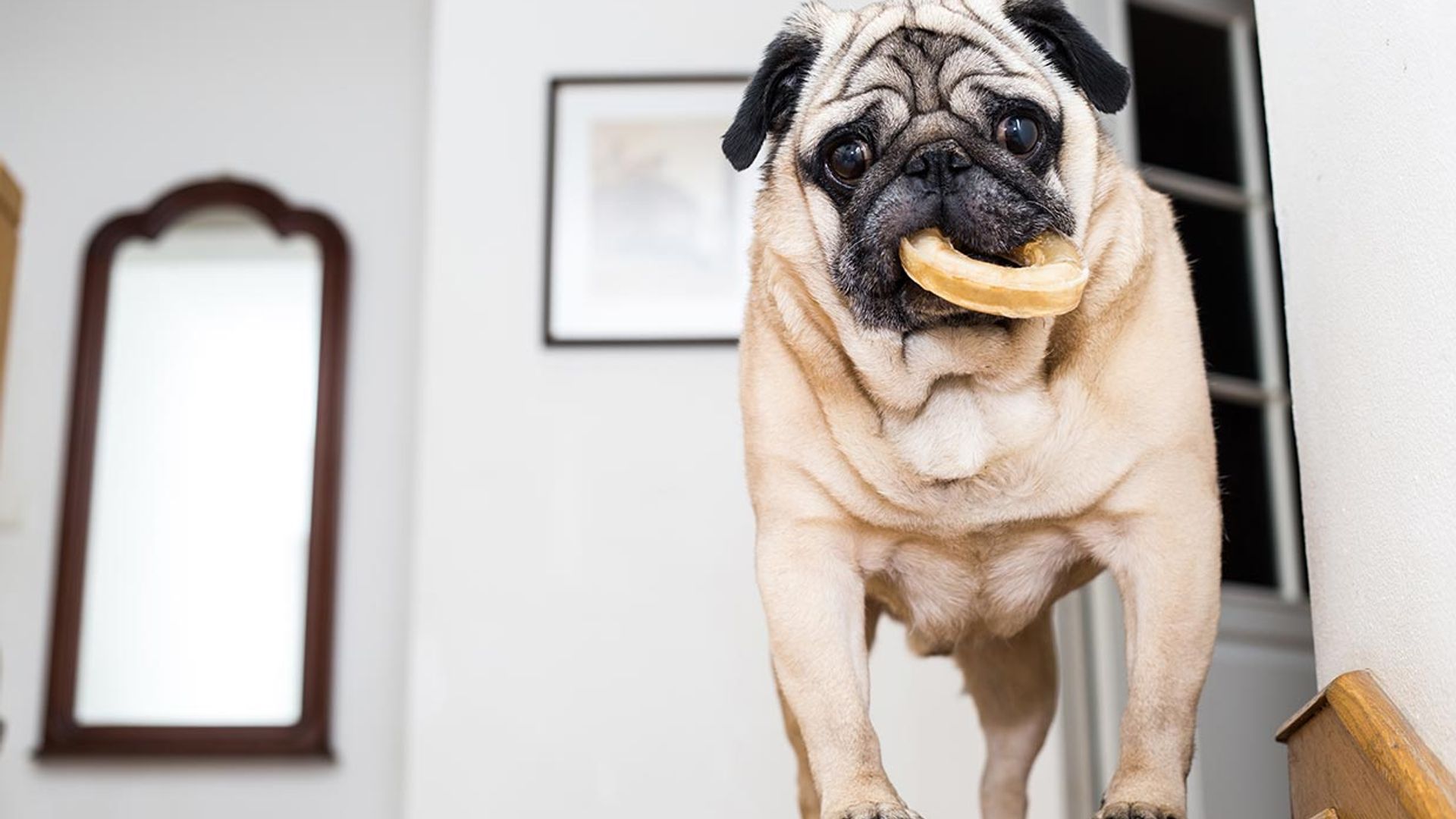 Los alimentos del menú de Navidad que pueden ser peligrosos para tu mascota