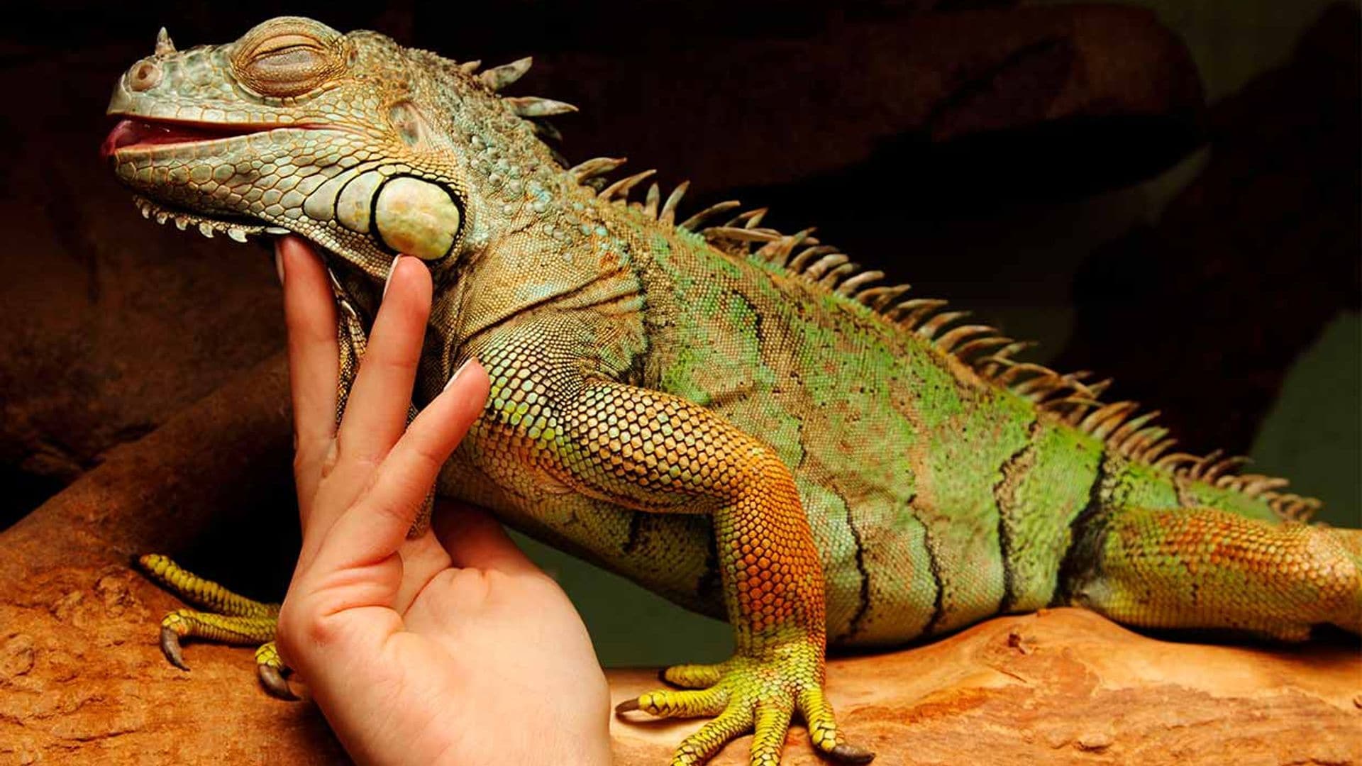 Qué debo saber si quiero una iguana como mascota