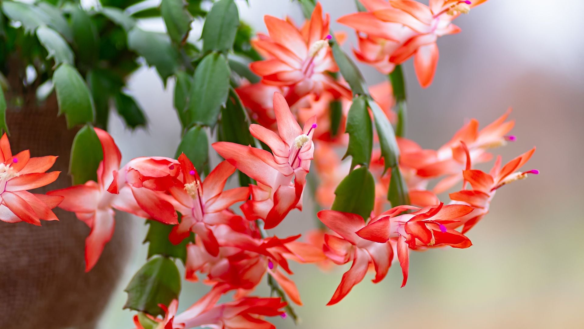 10 plantas suculentas con flores para cultivar en casa o en el jardín