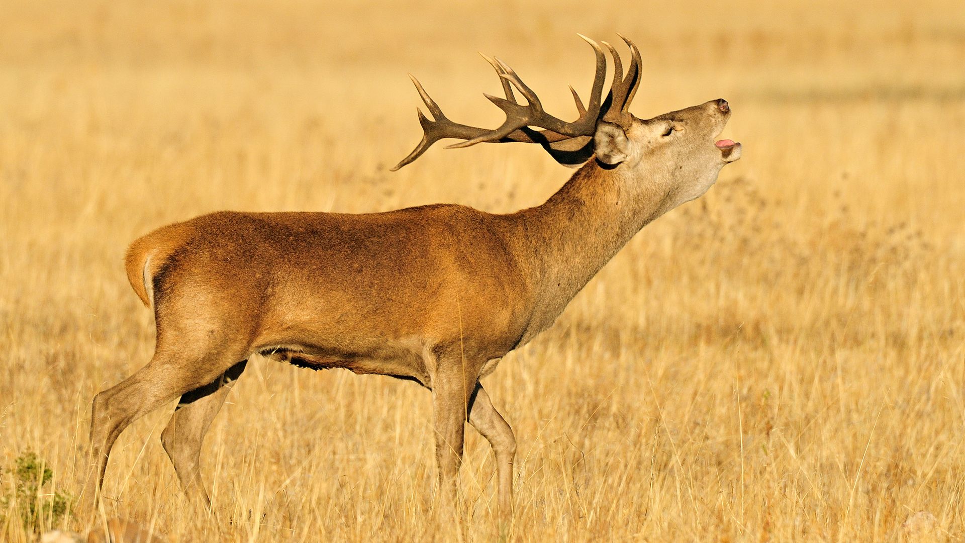 Deer bellowing in the Cabañeros National Park, between Toledo and Ciudad Real. 