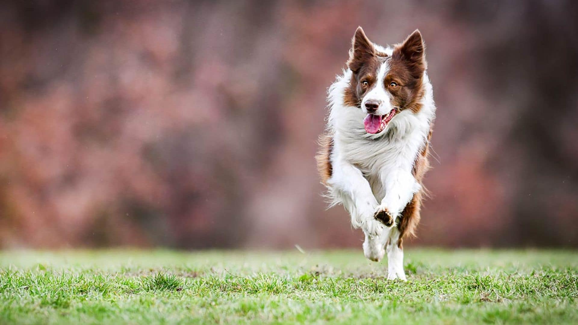 ¿Cómo enseñar a tu perro a que acuda a tu llamada?