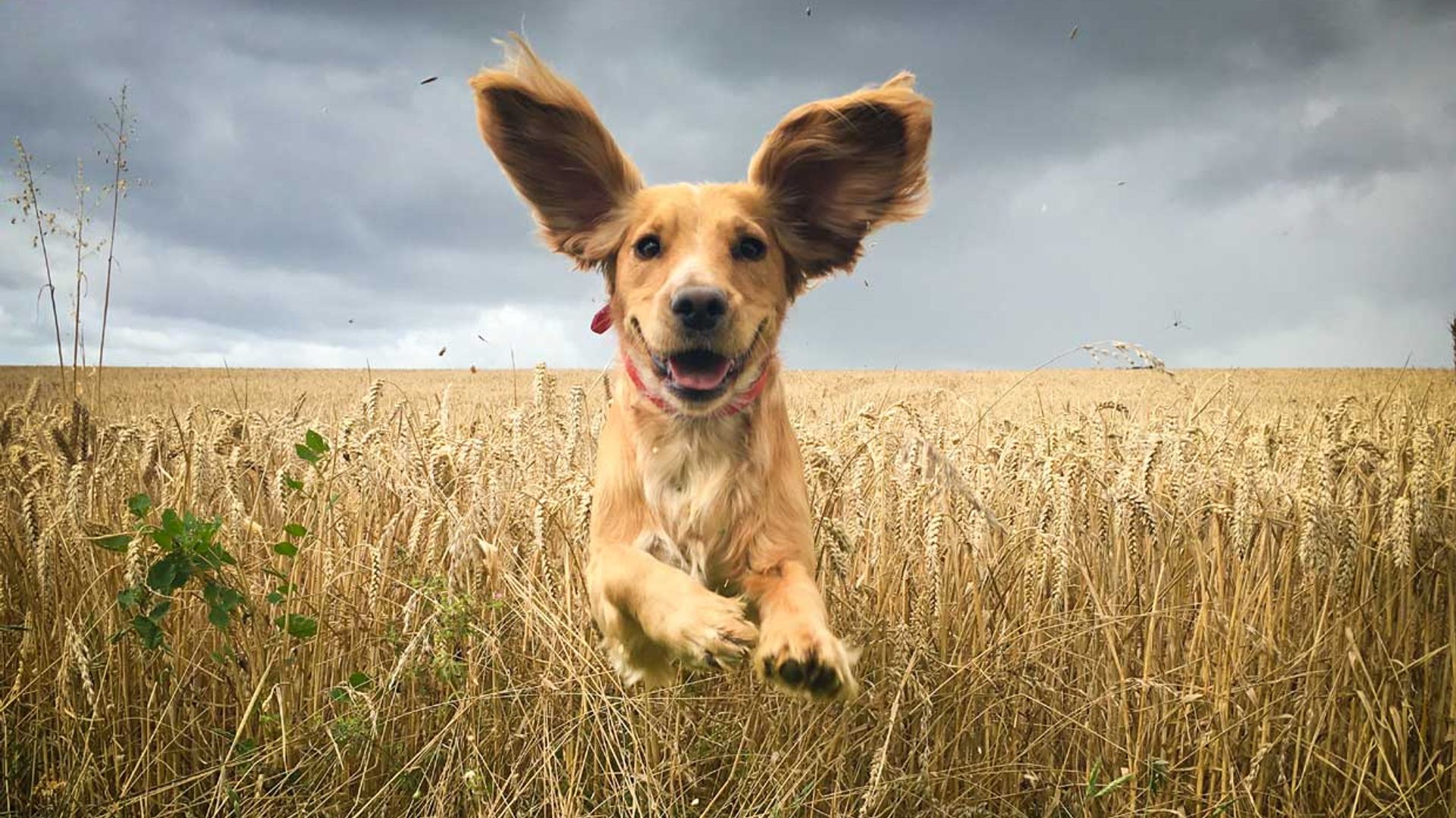 Estas son las fotografías de perros más bonitas del año