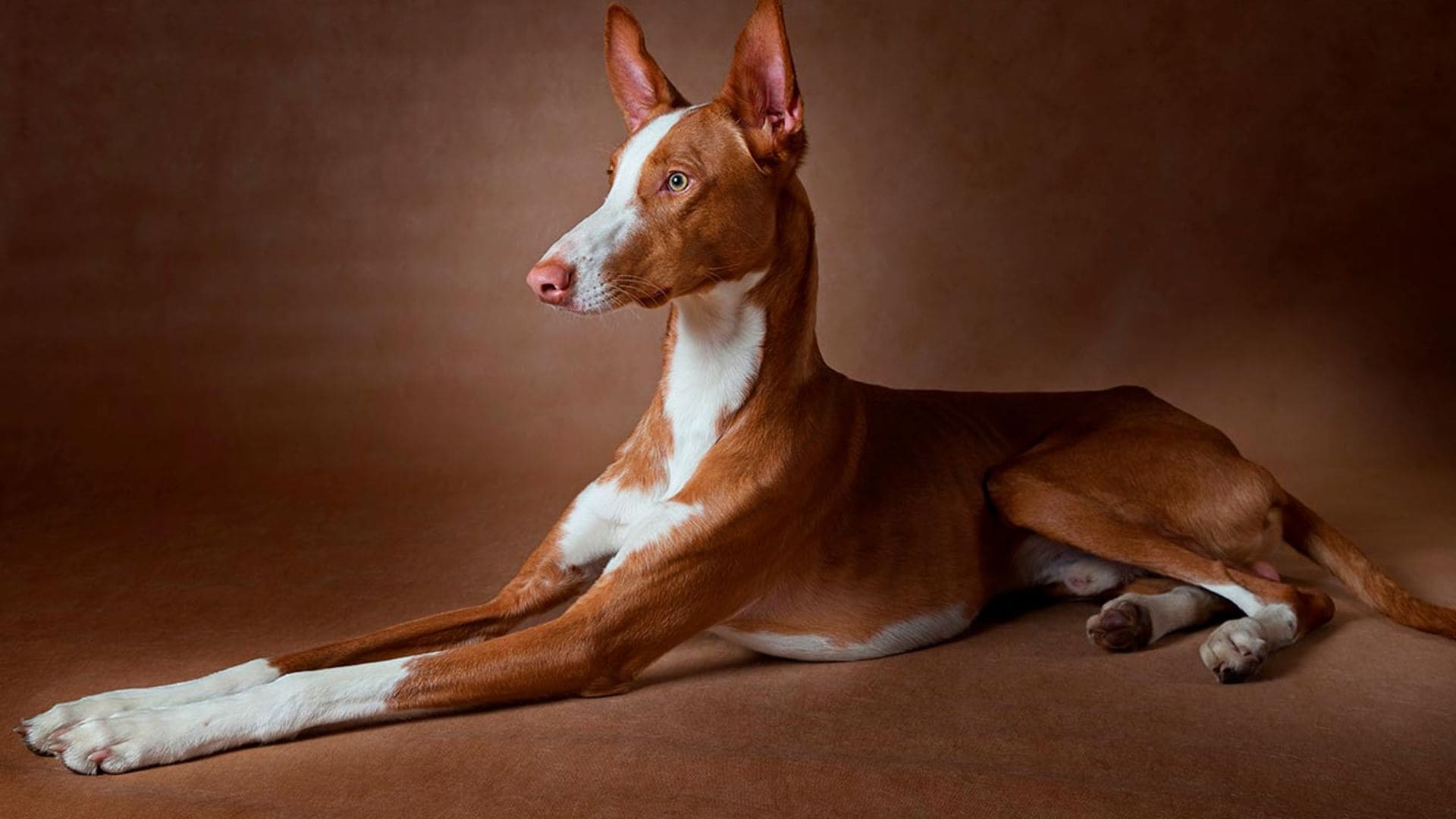 ¿Sabes cuántos tipos de podencos existen? ¿Cuál es el origen de esta raza de perro?