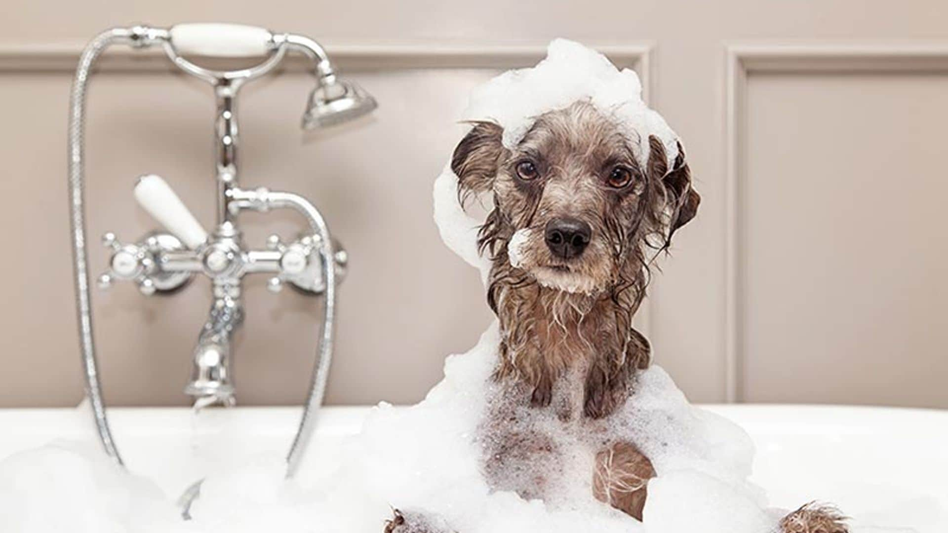 ¿Cada cuánto tiempo puedo bañar a mi perro?