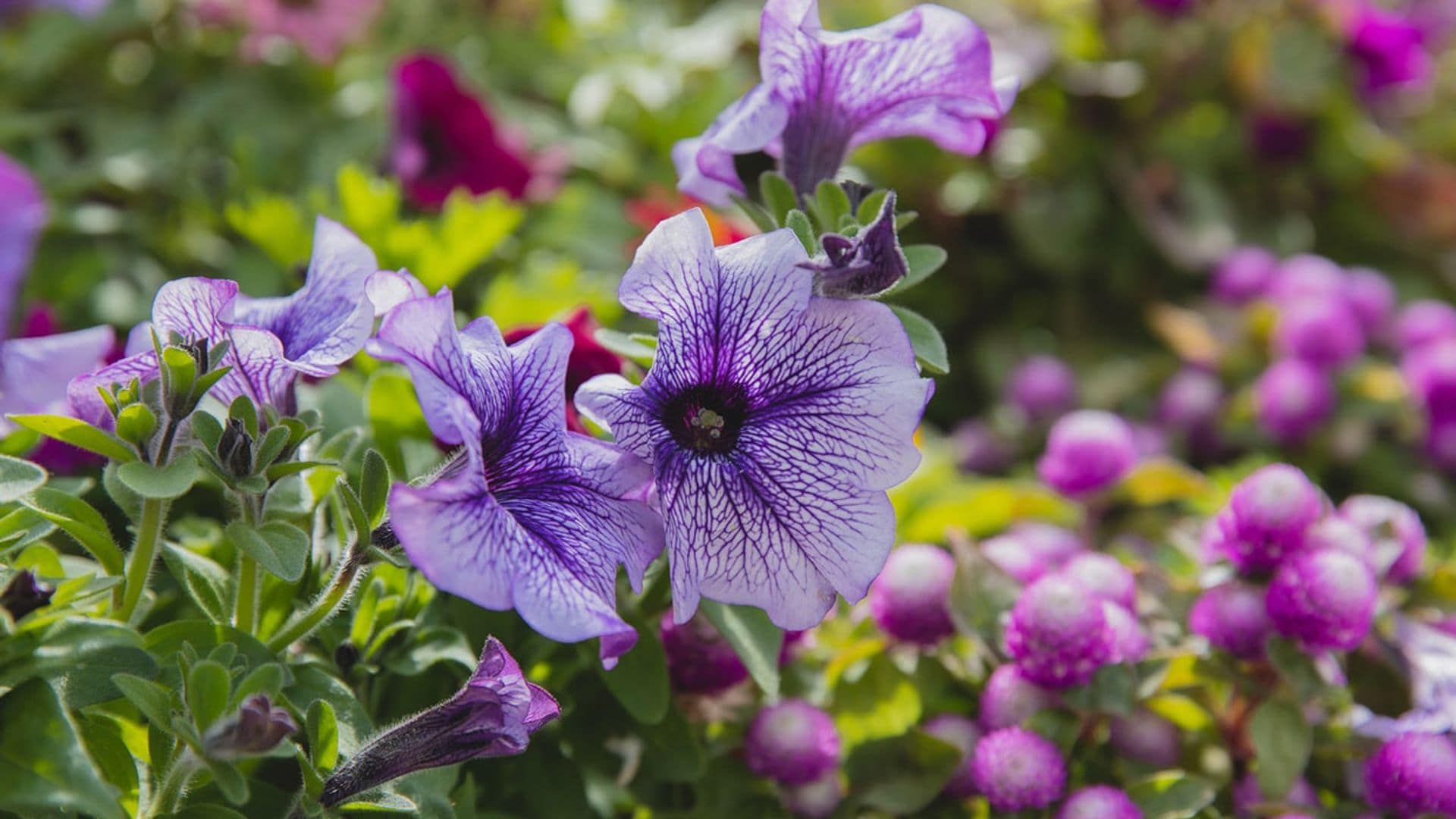 Estas son las flores de temporada más espectaculares para tu jardín