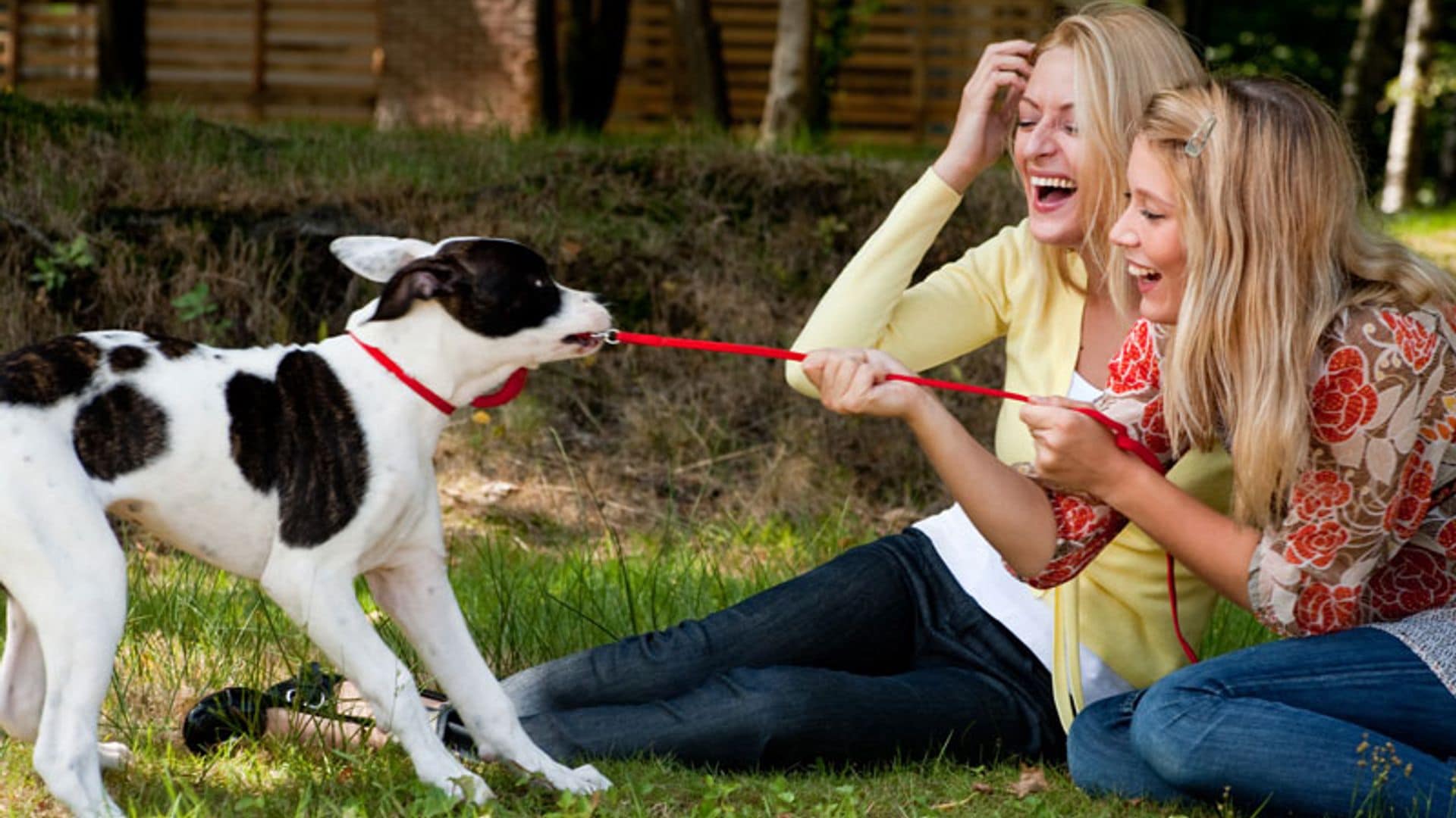 Todo lo que debes saber si quieres ser voluntario ayudando a animales