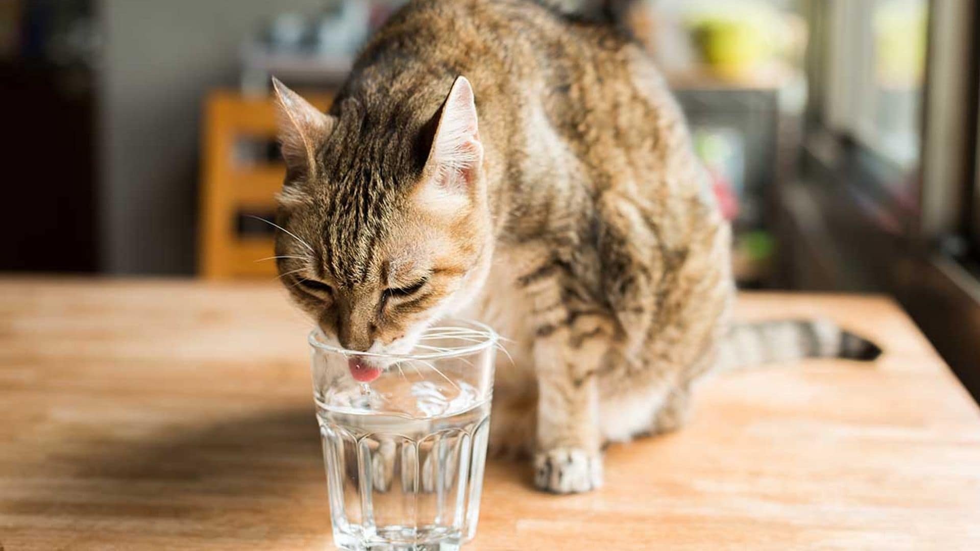 Deshidratación felina, cuando el rechazo al agua incluso les impide beberla