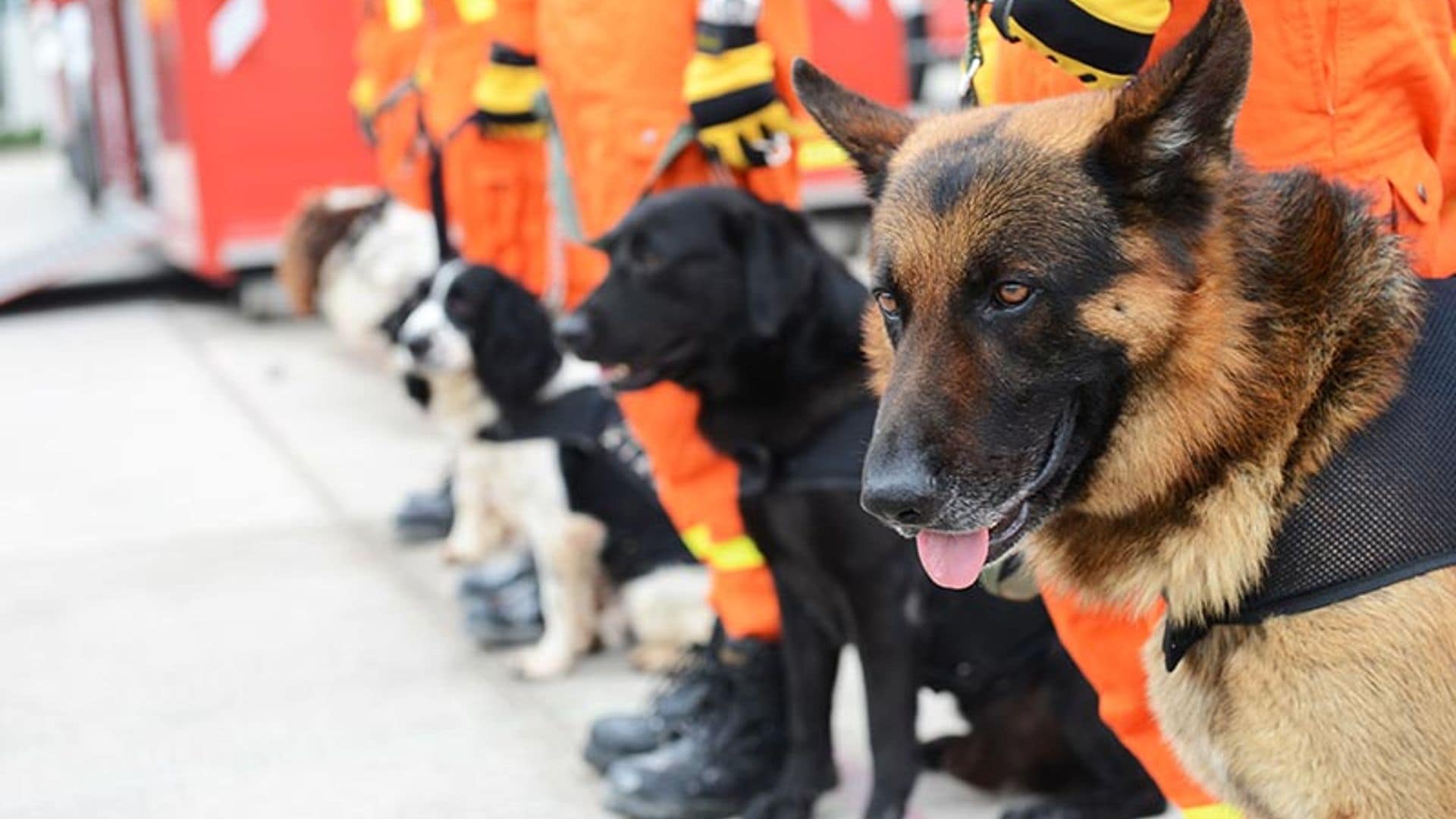 Estos perros pueden salvarte la vida