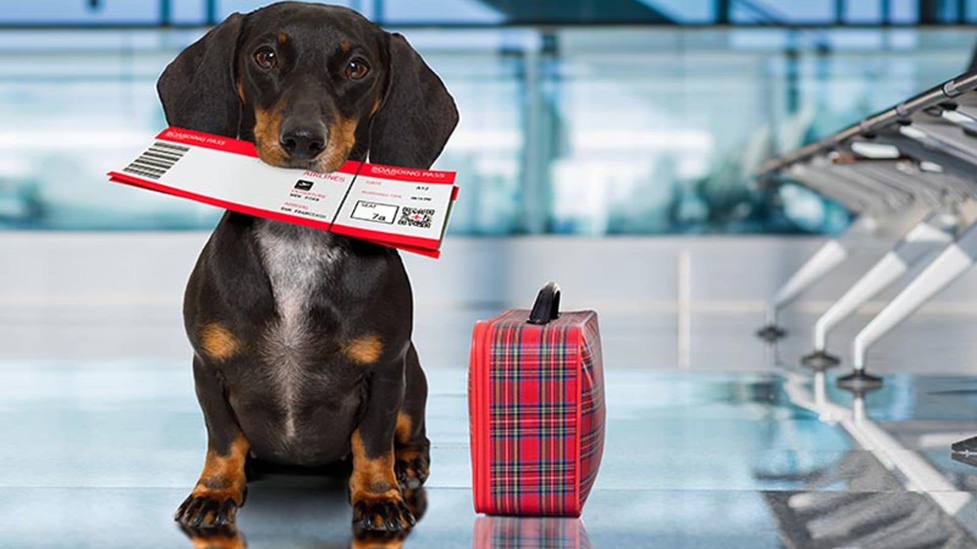 Consejos para viajar con tu mascota sin contratiempos