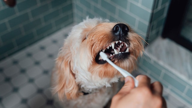dientes perros