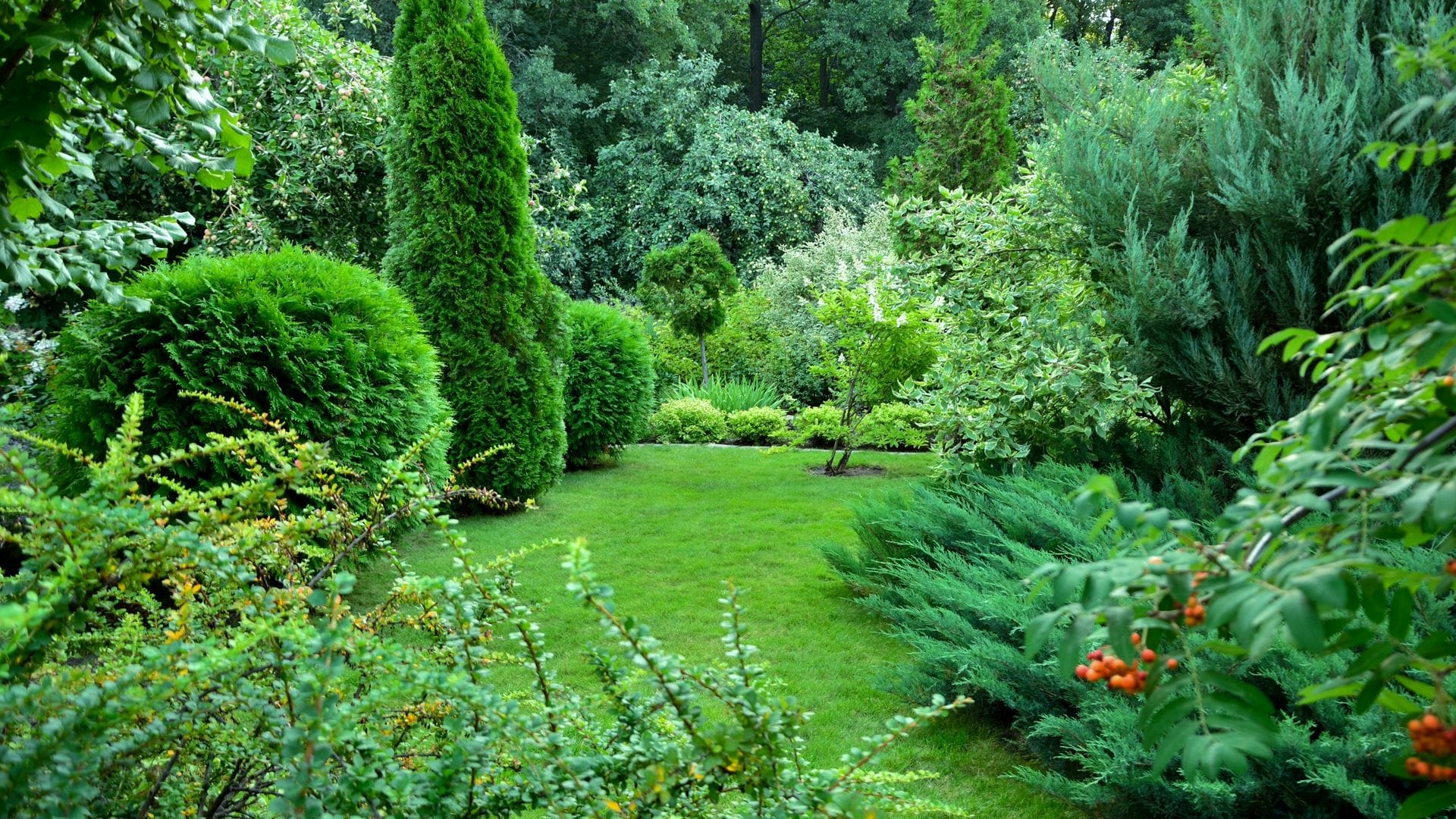 Aquí tienes los mejores consejos para plantar árboles y arbustos en el jardín