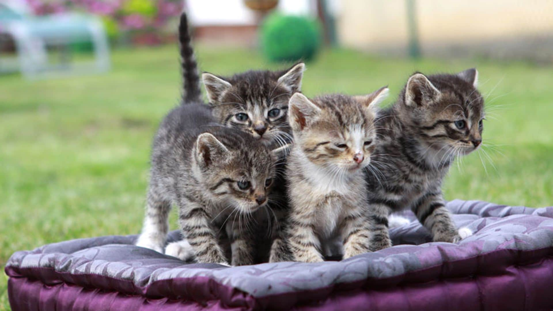 Aprende cómo debes actuar durante el parto de tu gata