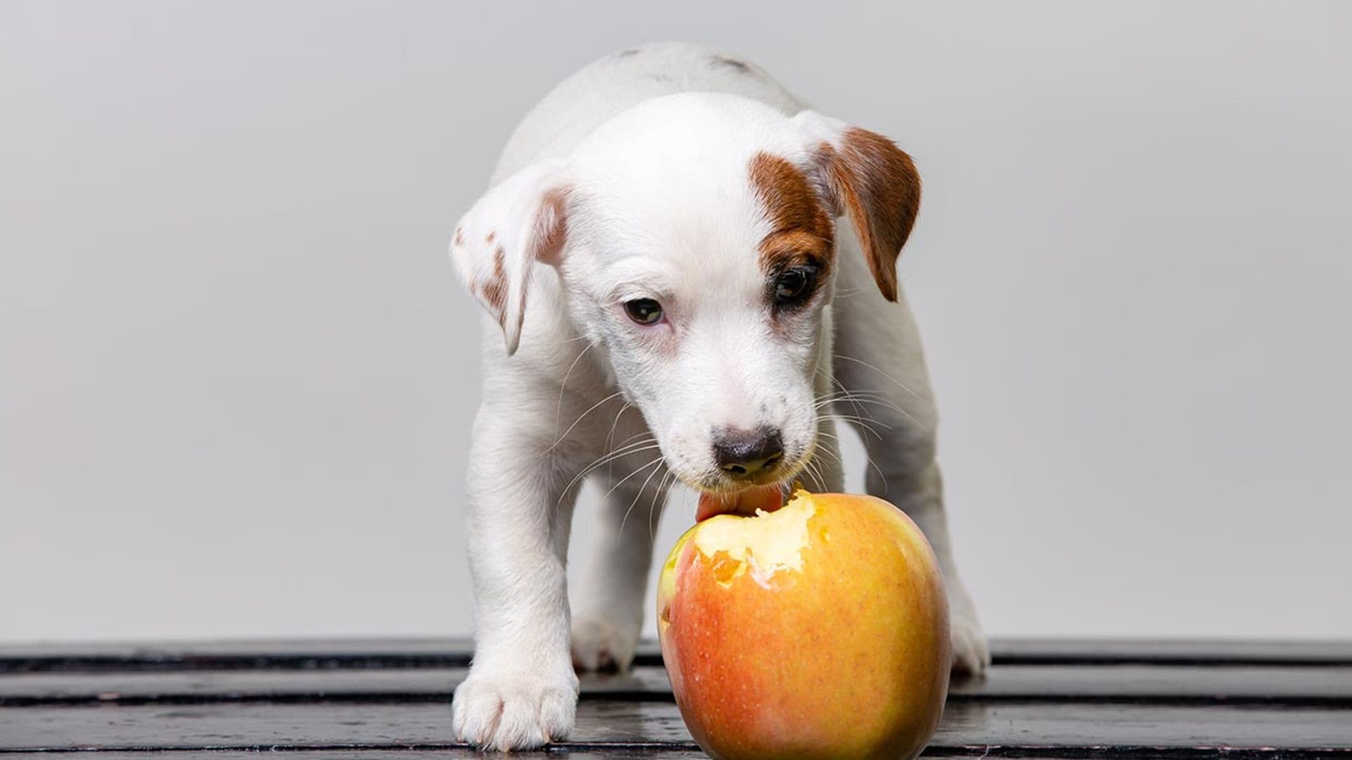 ¿Son saludables las frutas y verduras para nuestras mascotas?