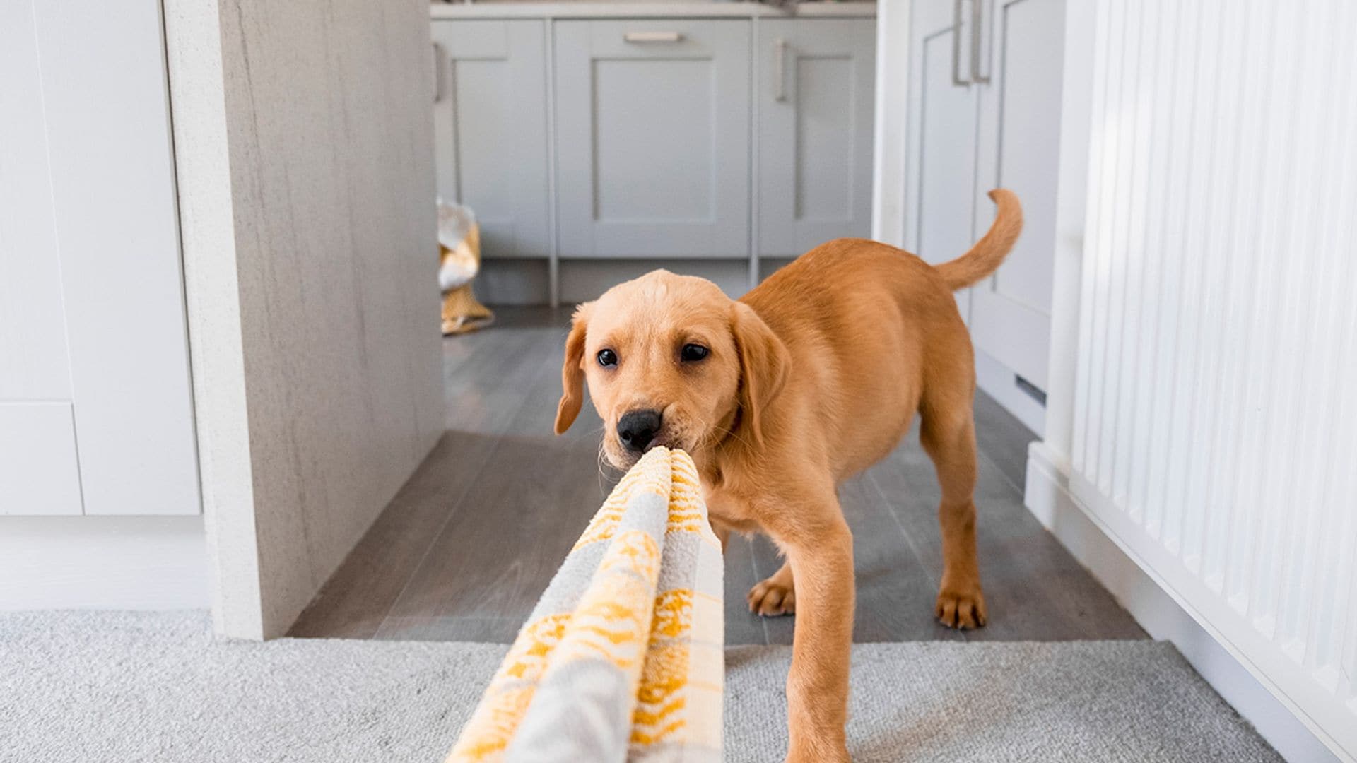 ¿Sientes frustración porque tu perro no se comporta bien? Ten en cuenta estas claves