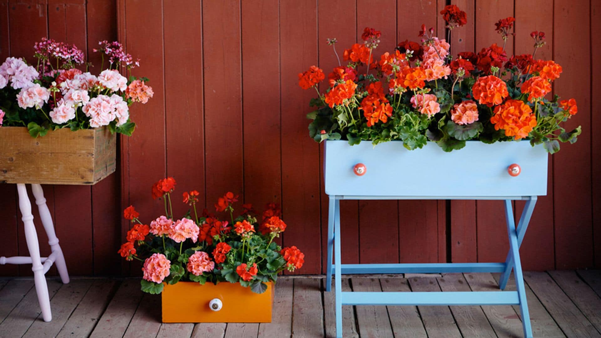 Estas son las flores más deseadas en verano