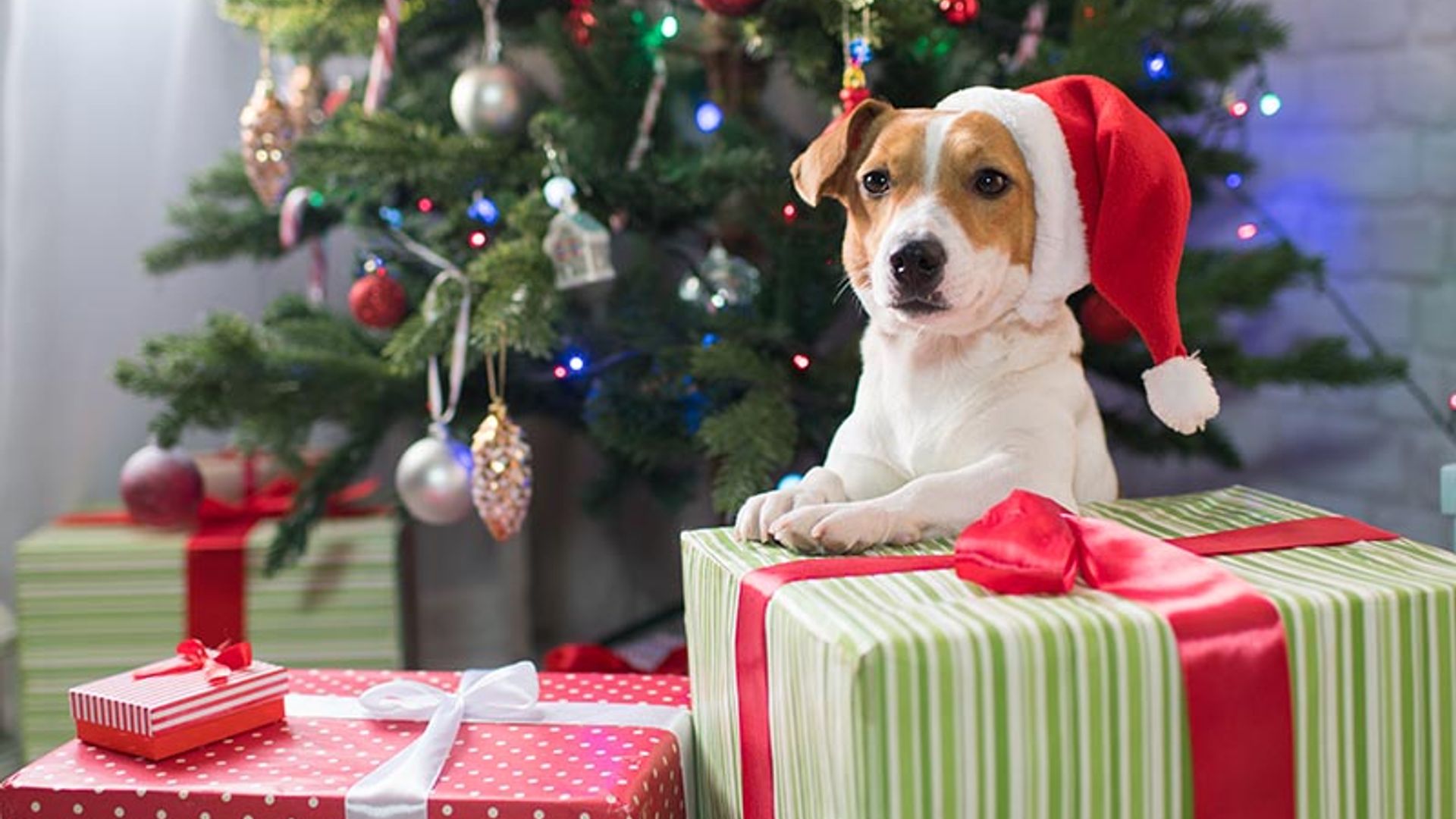 Sorprende a tu mascota con estos regalos