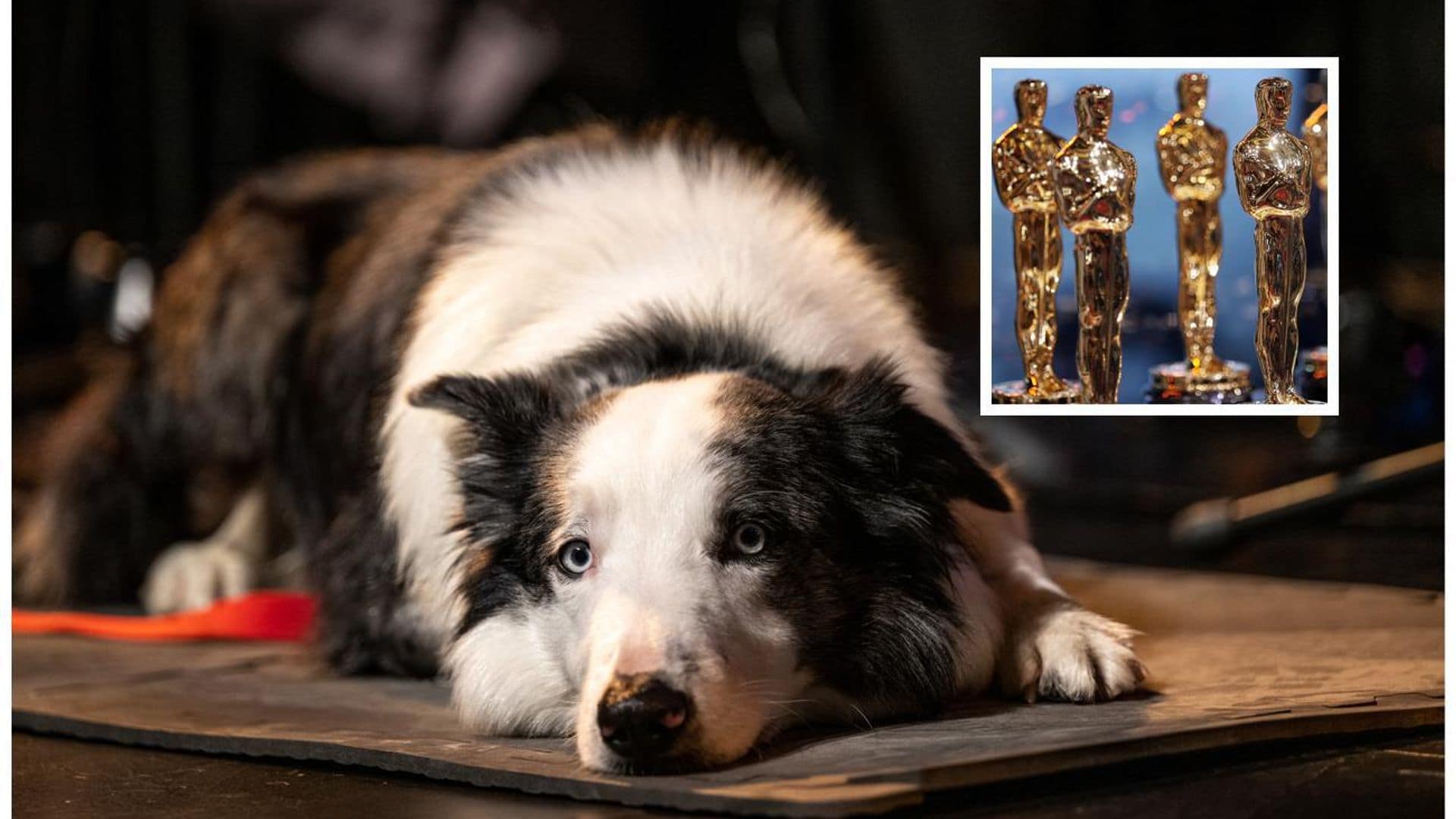 Messi, el perro de ‘Anatomía de una caída’, presente en la gala de los Oscar 2024