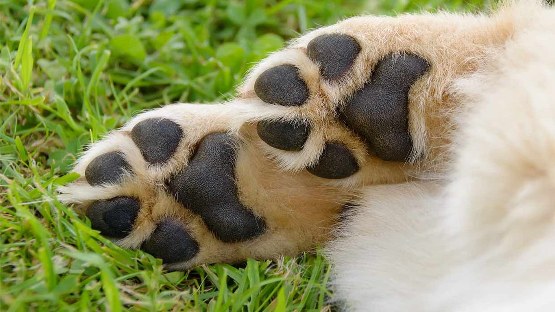 Heridas en las almohadillas de tu perro, cómo se producen y remedios