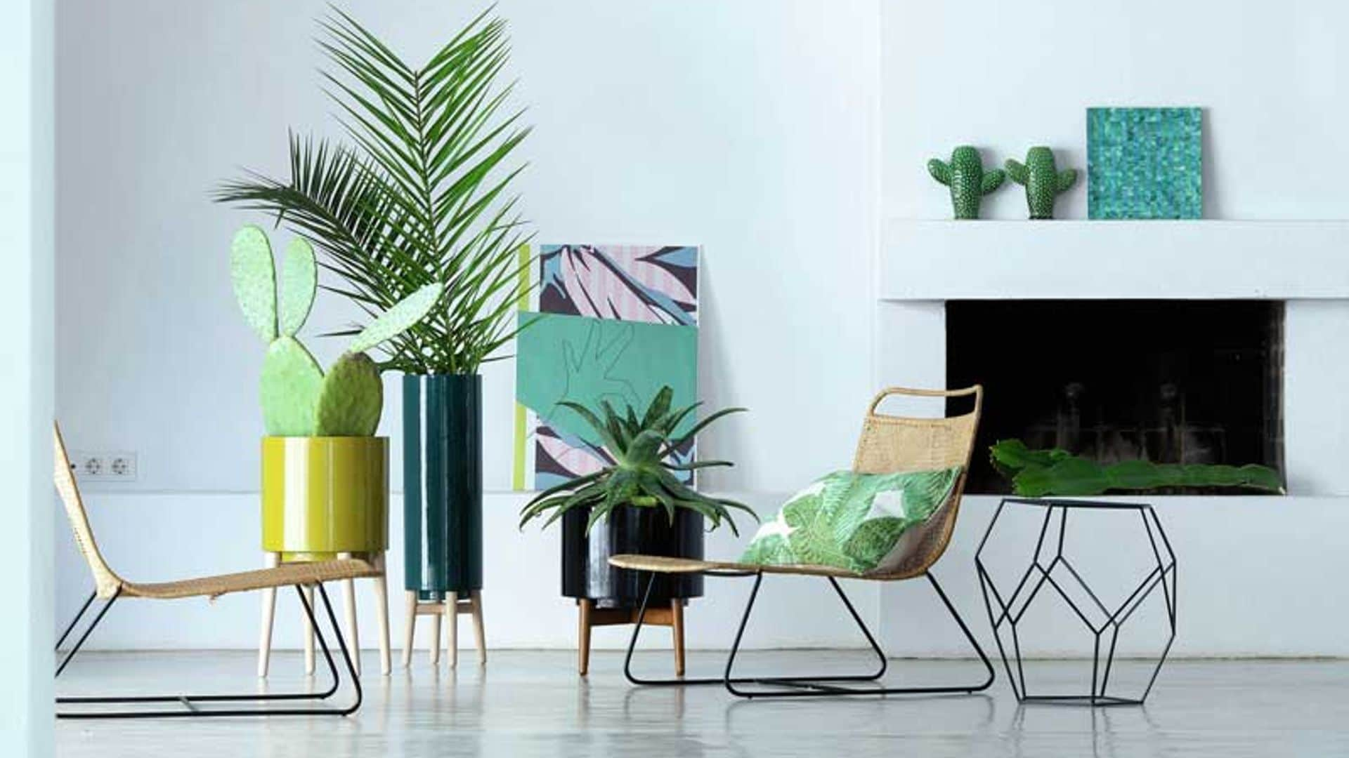 Plantas: el toque más fresco e inspirador de la decoración