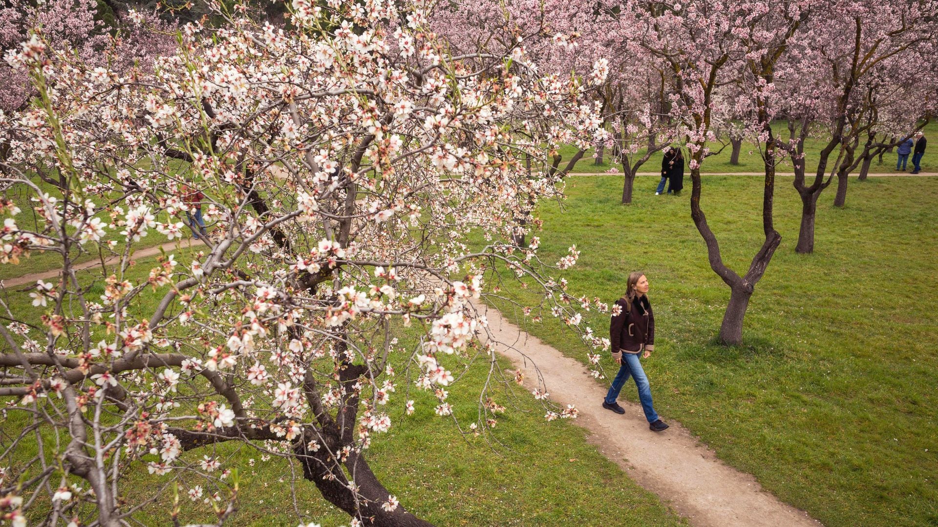 Los almendros en flor de la Quinta de los Molinos, un espectáculo sensorial