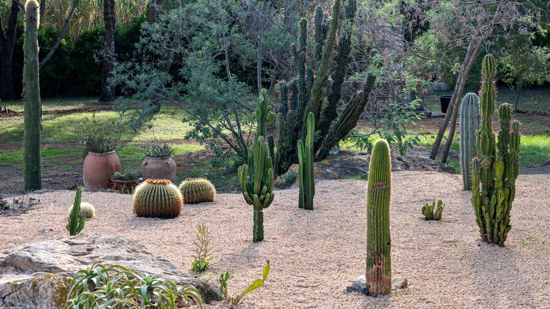 El diseño de un jardín de cactus no tendrá secretos para ti