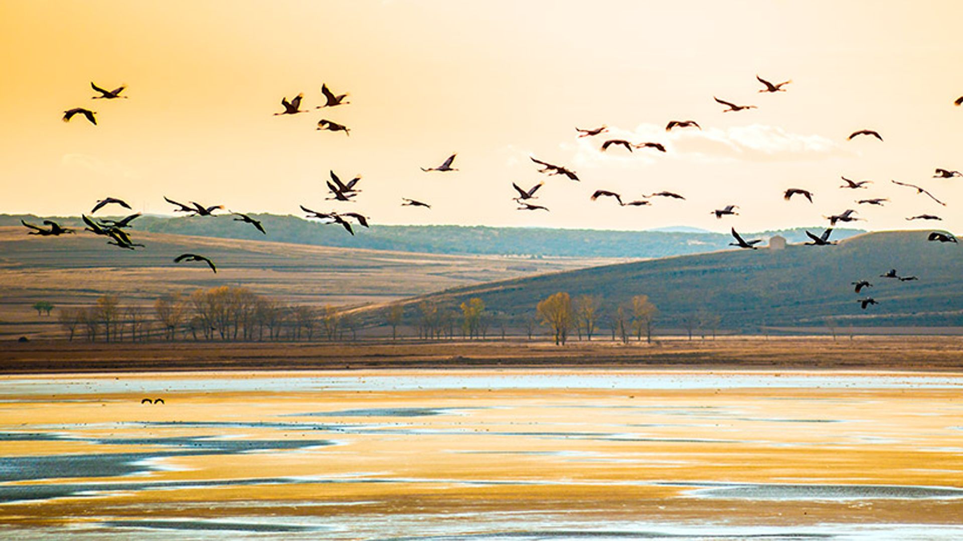 Bienvenidas grullas, comienza el espectáculo en la laguna de Gallocanta