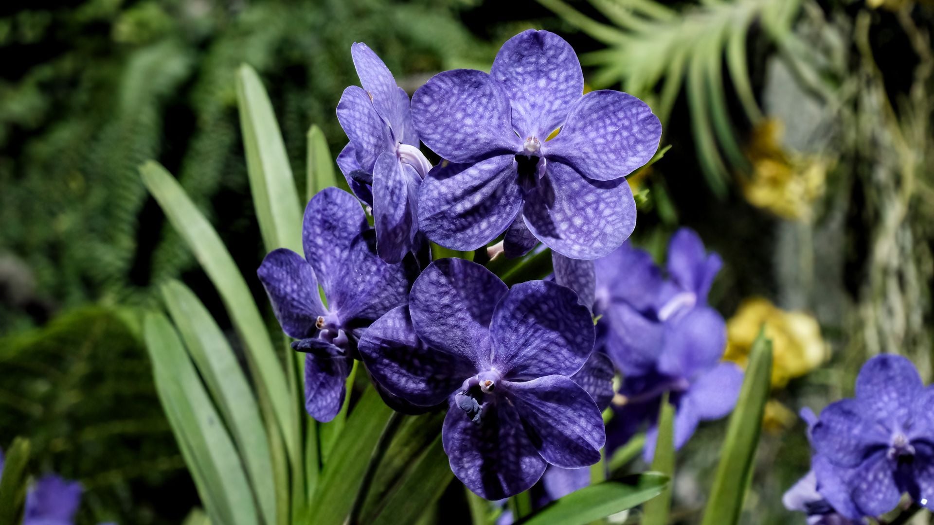 Cómo cuidar tu orquídea Vanda para que crezca feliz y florezca sin parar