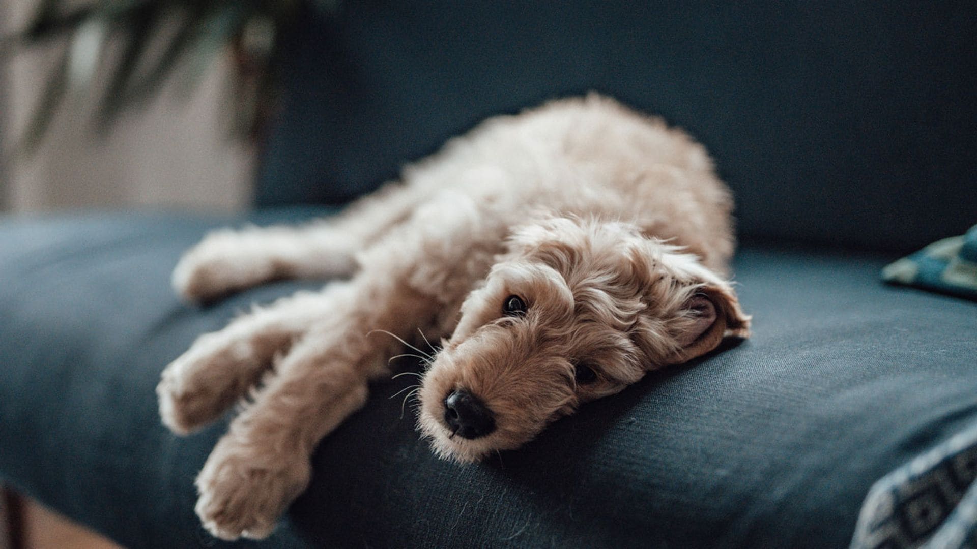 pueden los humanos tomar praziquantel para perros