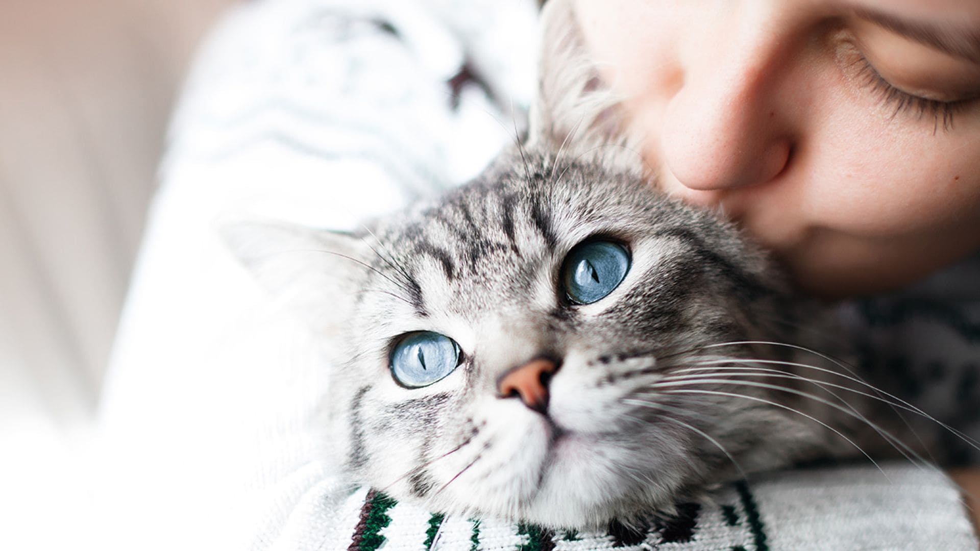 Todo lo que tienes que saber si quieres que tu gato sea feliz en casa