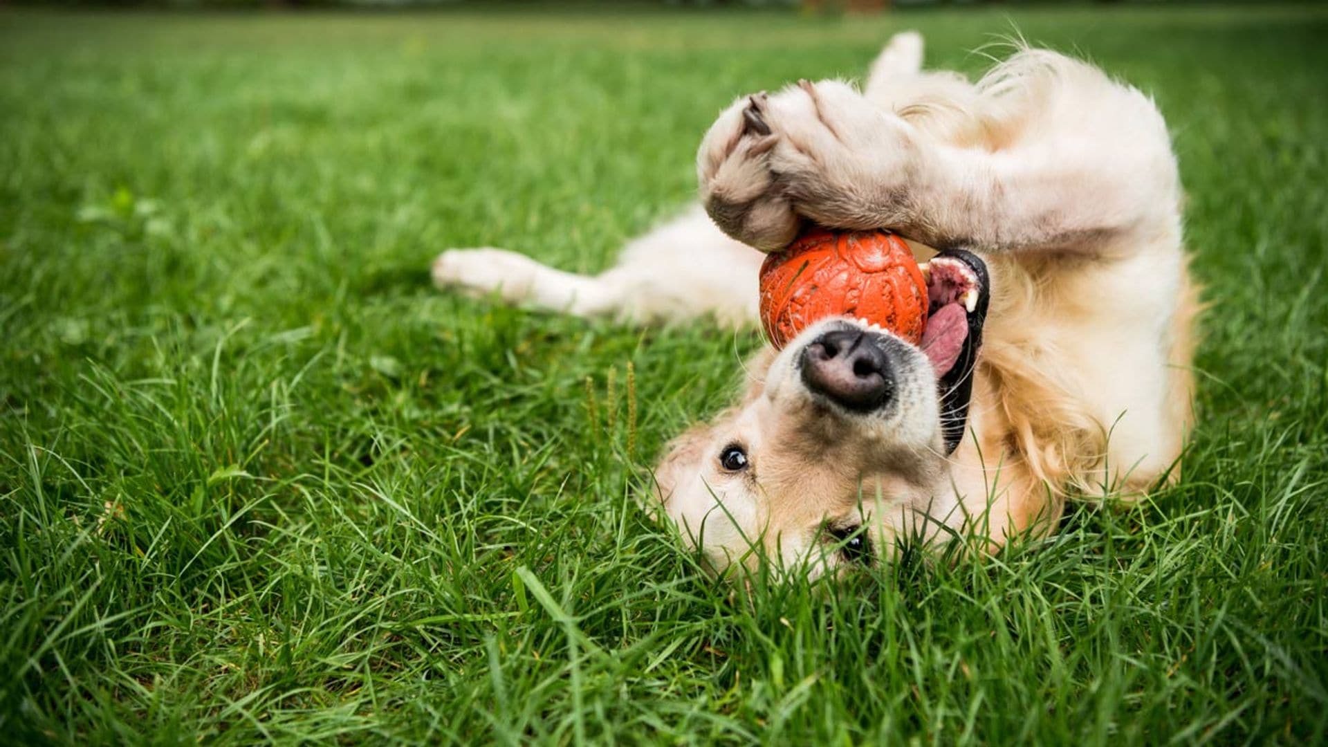 ¡No paran! 7 razas de perro muy juguetonas