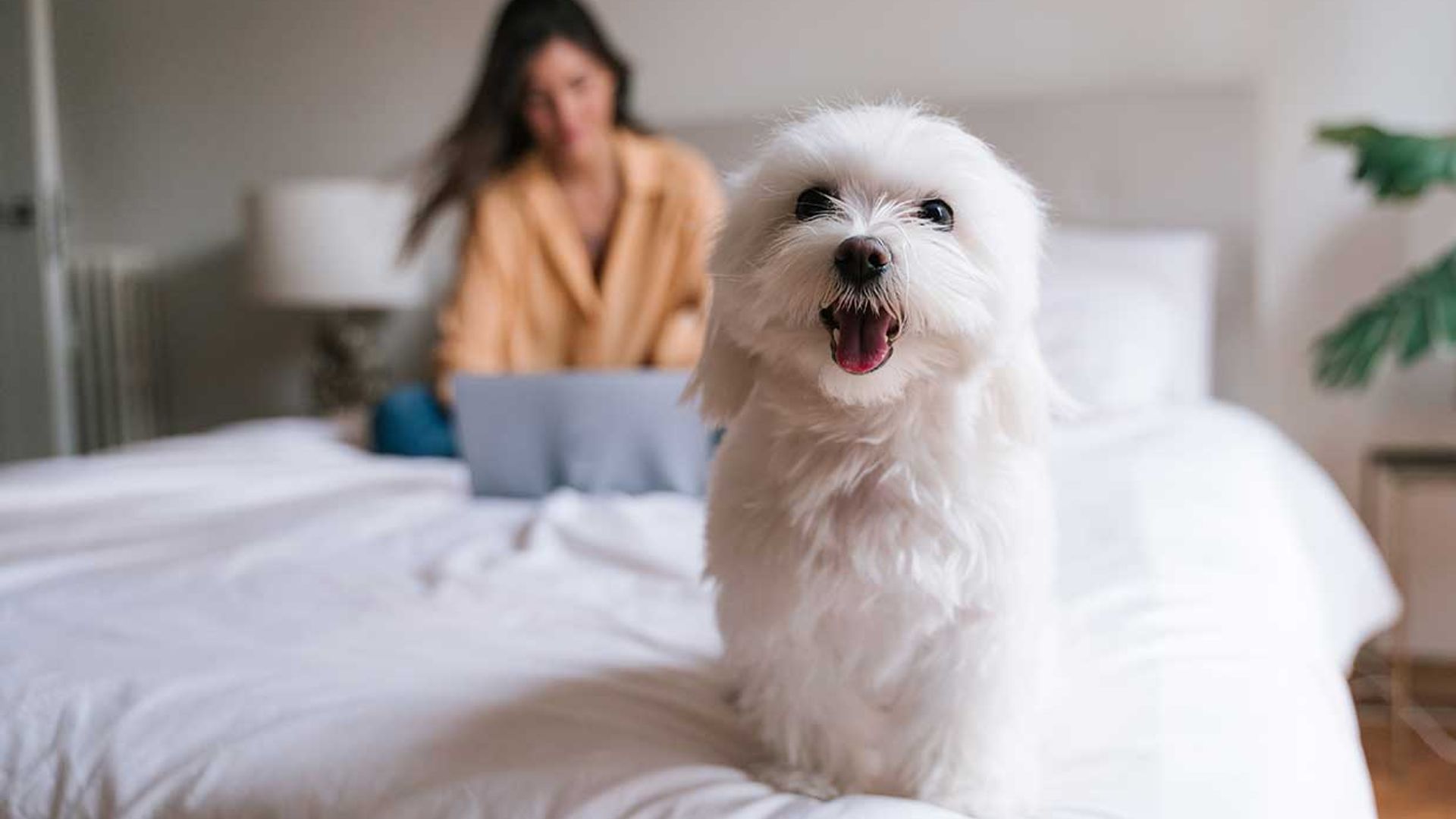 Las diferentes razas de bichón y su personalidad