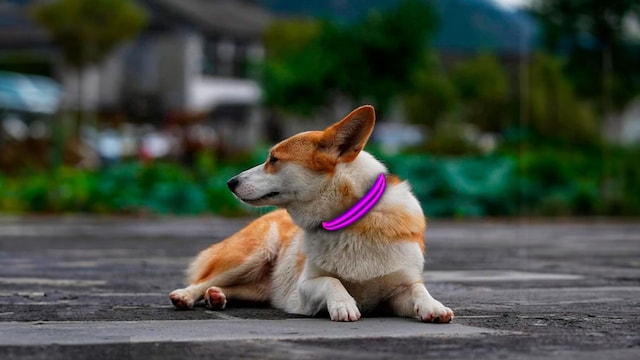 collar luminoso