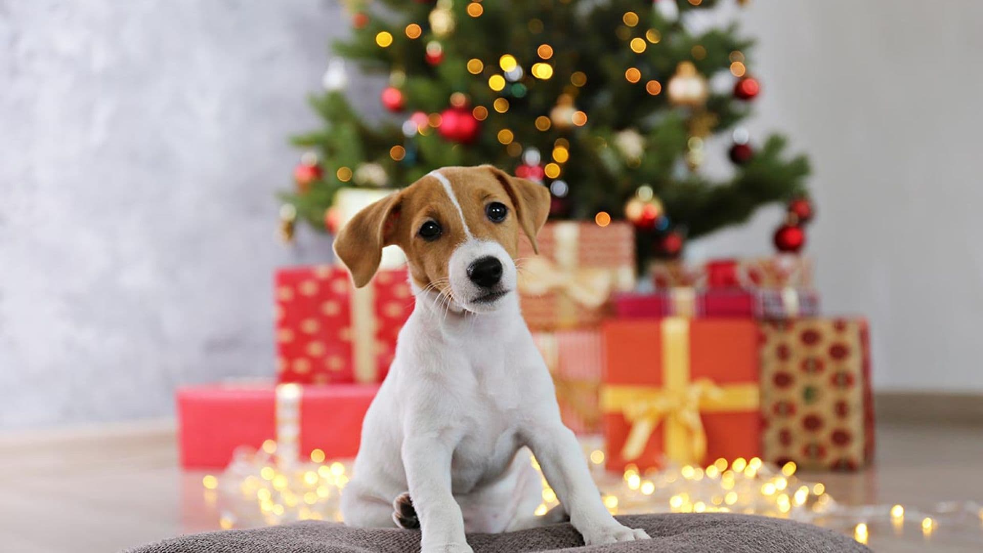 Razas de perro que no debes regalar en Navidad