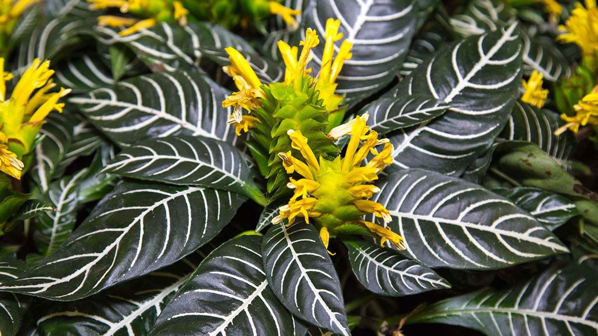 Afelandra, una planta muy vistosa y especial