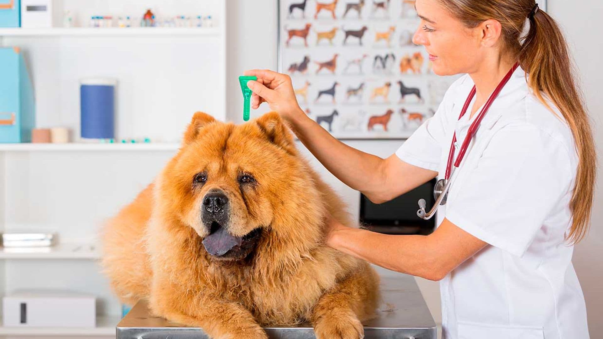 Qué son las pipetas para perros y cuándo utilizarlas