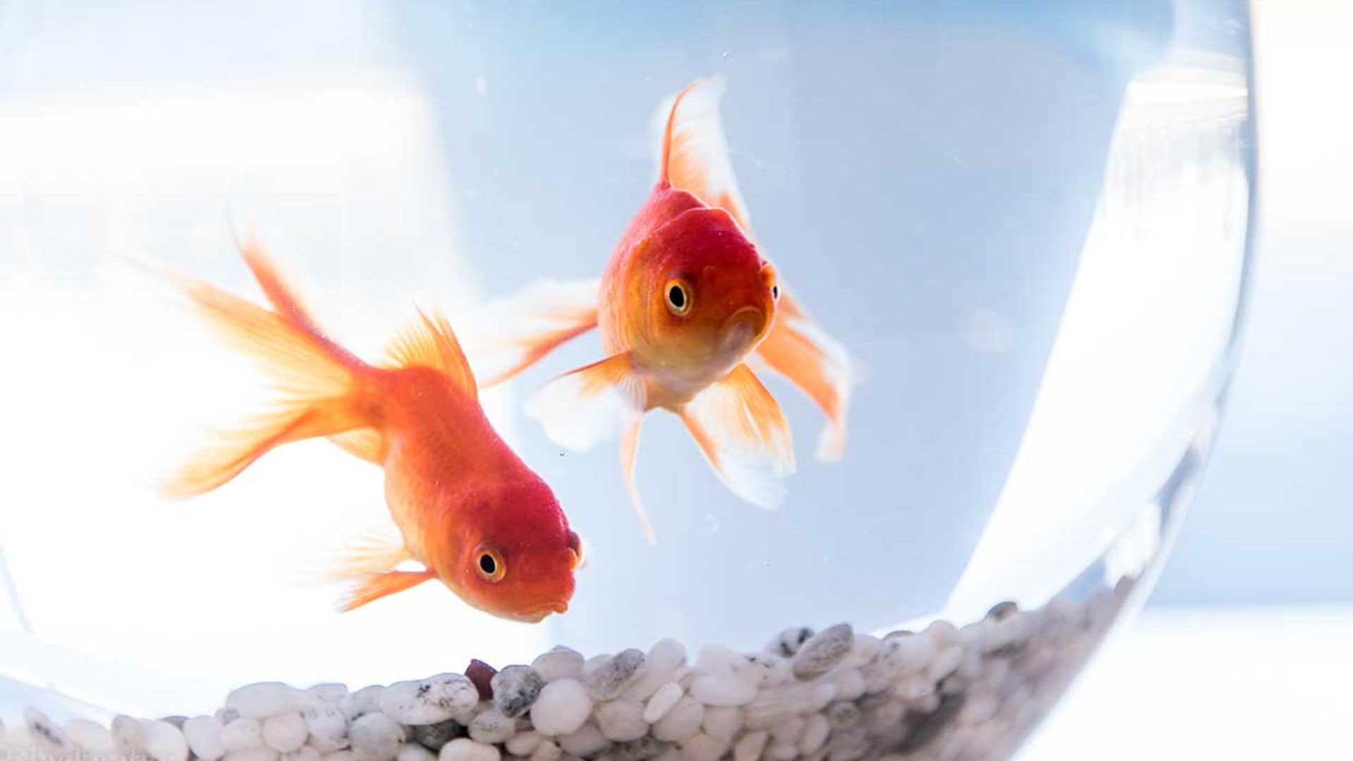 Todo lo que debes saber para tener un goldfish en casa como mascota