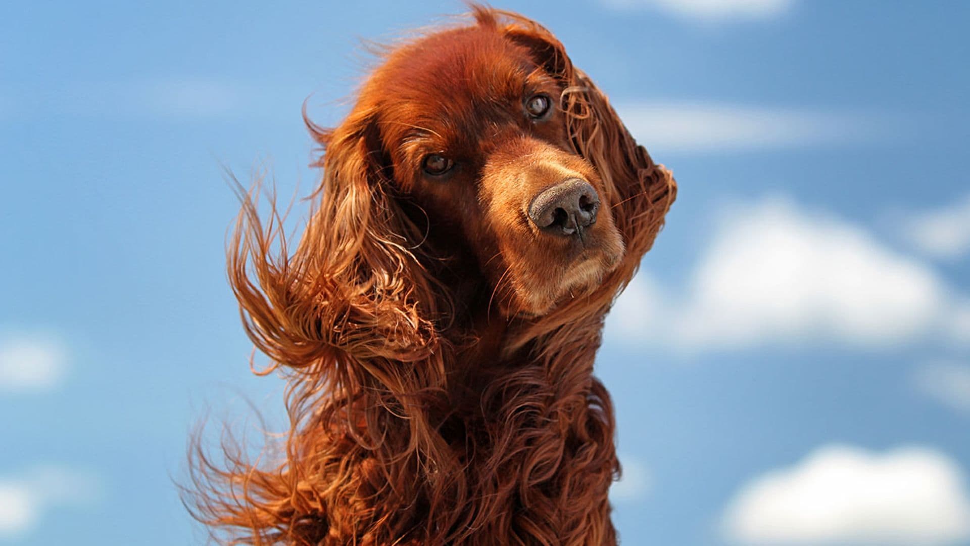 Este es el motivo por el que tu perro te pone ‘ojitos’