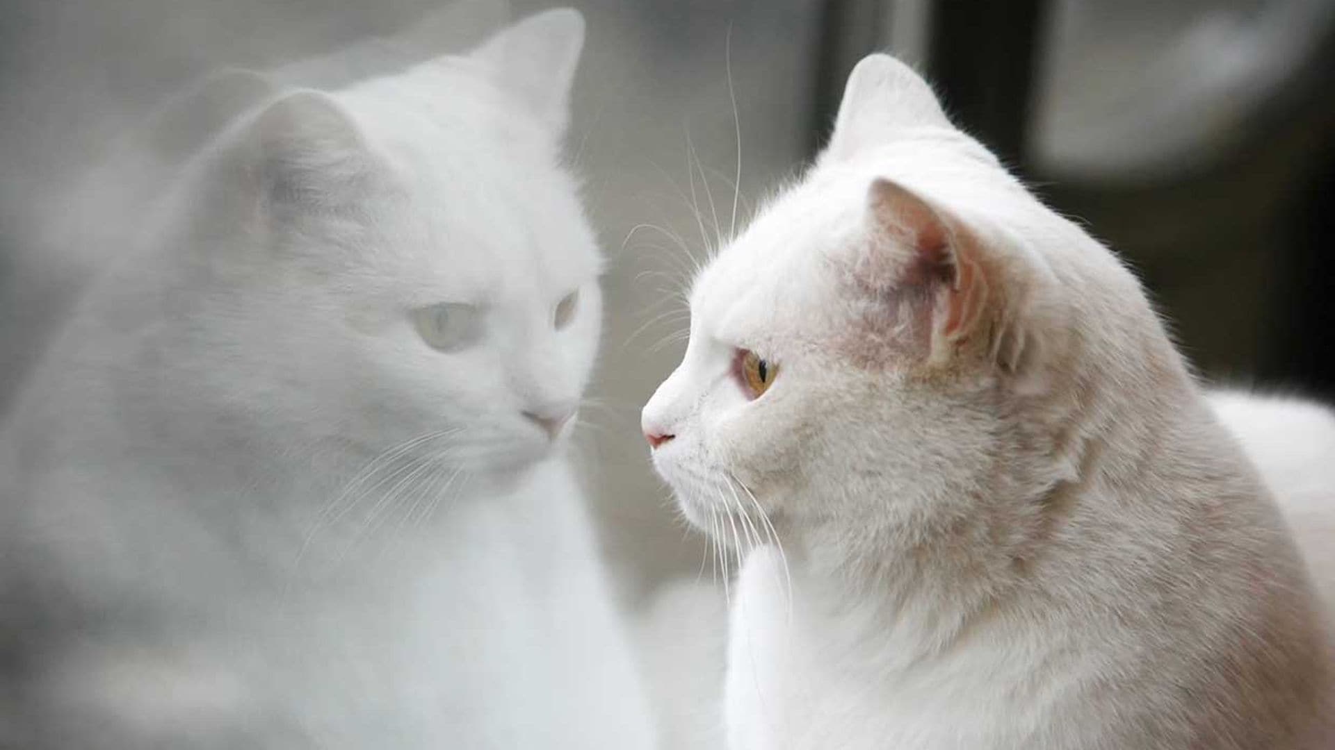 ¡Adiós, Shiro! Muere el gato viral con casi 20.000 seguidores en redes sociales