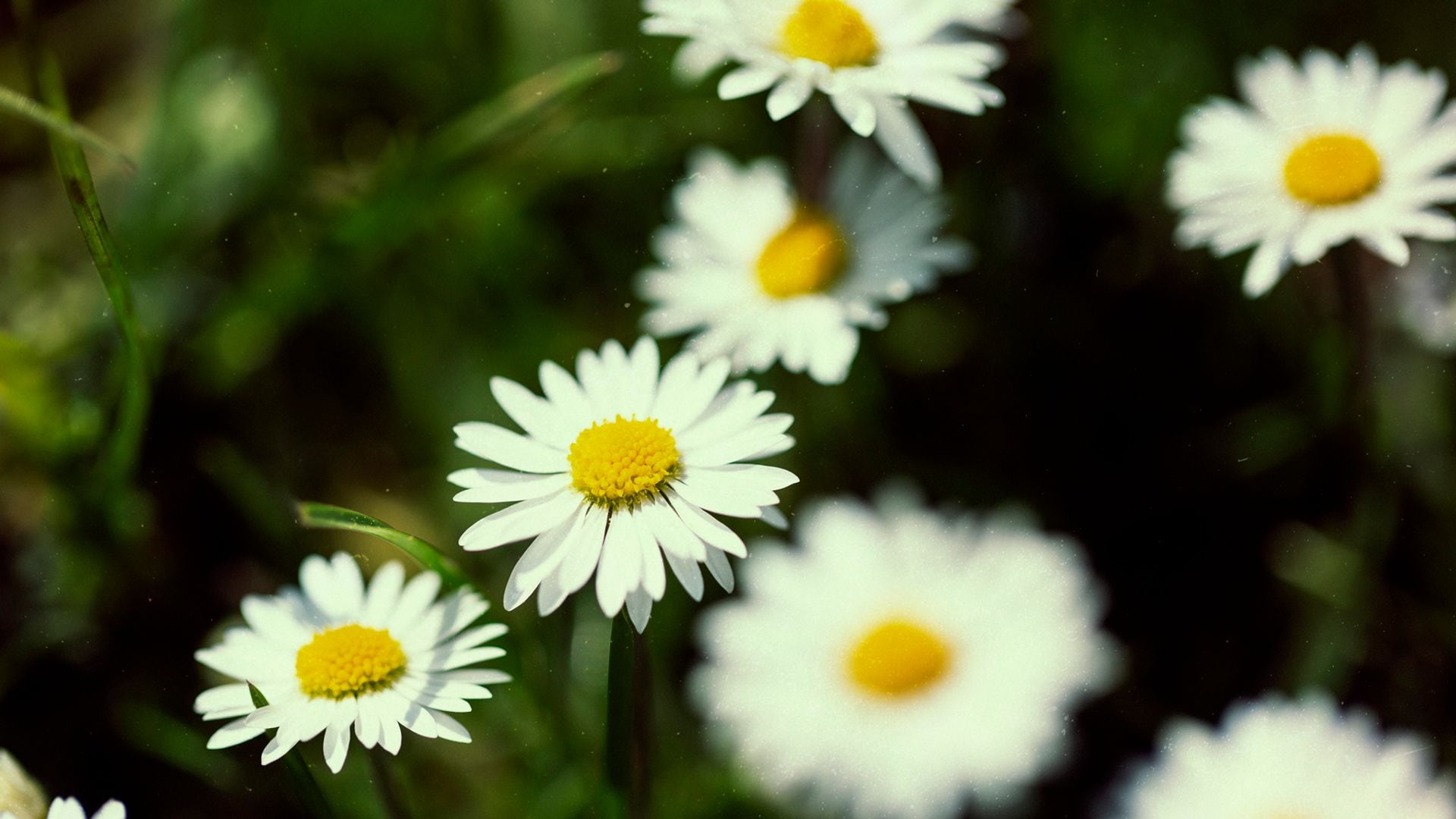 Margarita de los prados, una flor de belleza sencilla y adaptada al cambio climático