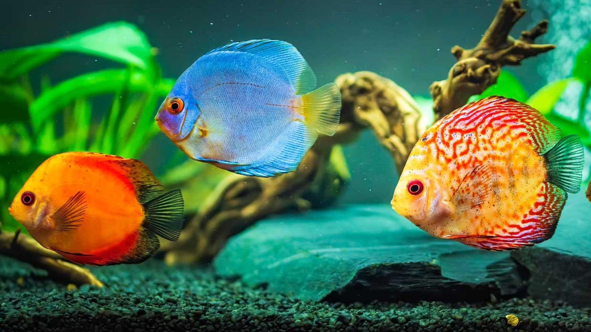 Descubre los peces más bonitos para tu acuario